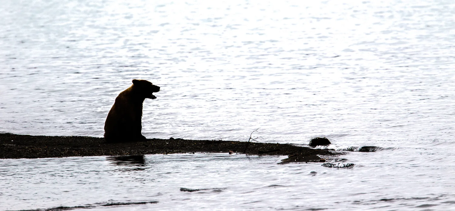 Katmai-July 2012-322.jpg