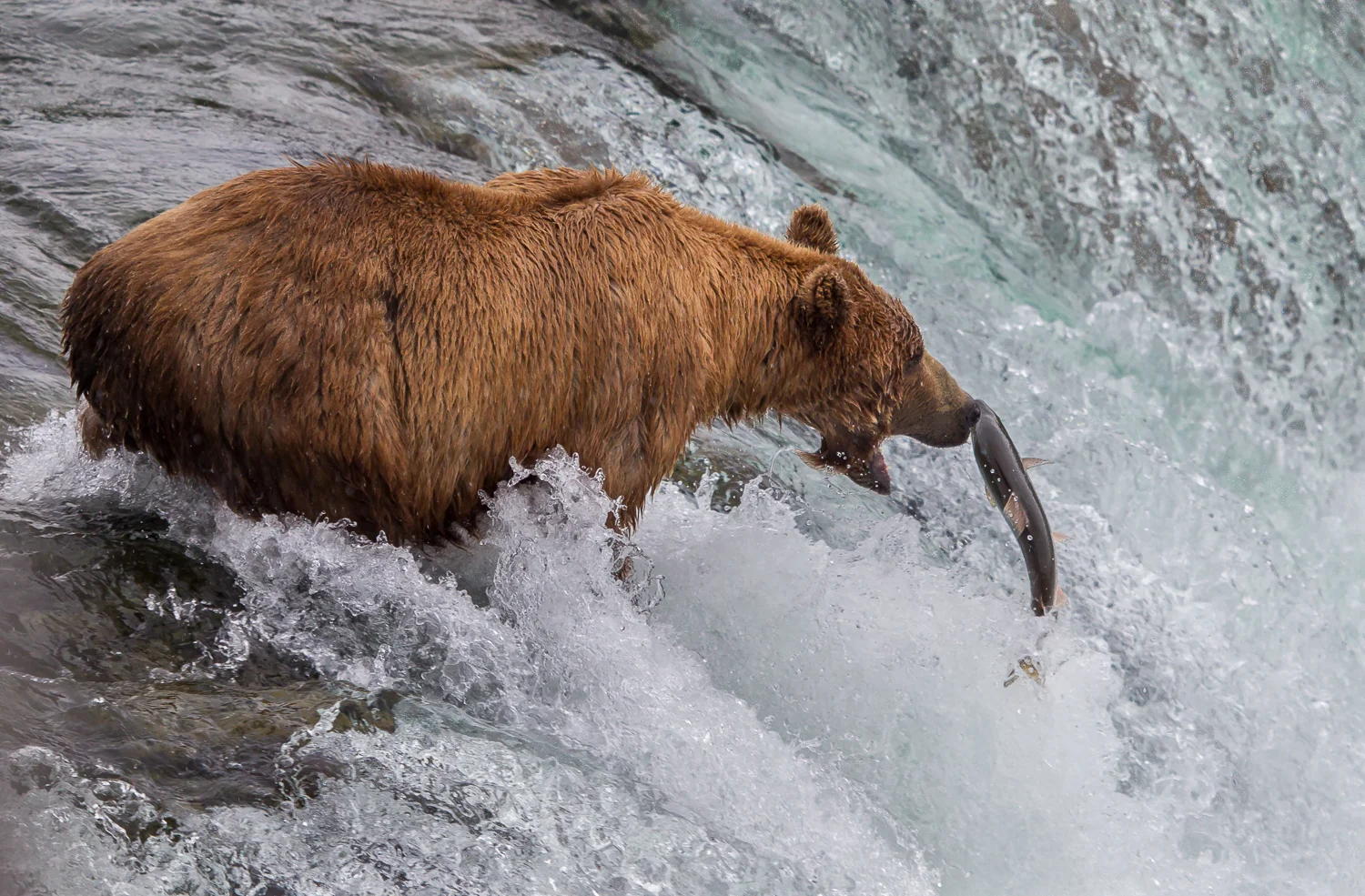 Katmai-July 2012-506.jpg