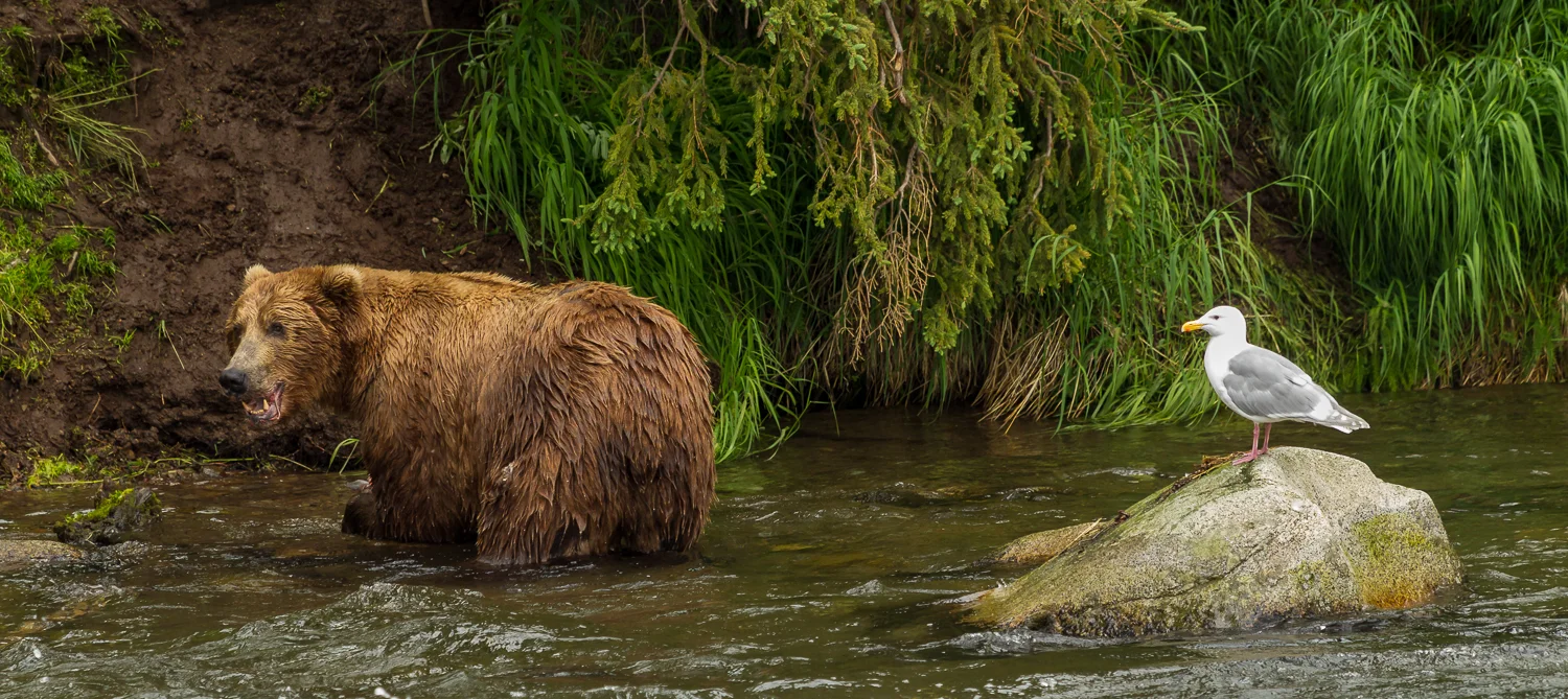 Katmai-July 2012-611.jpg