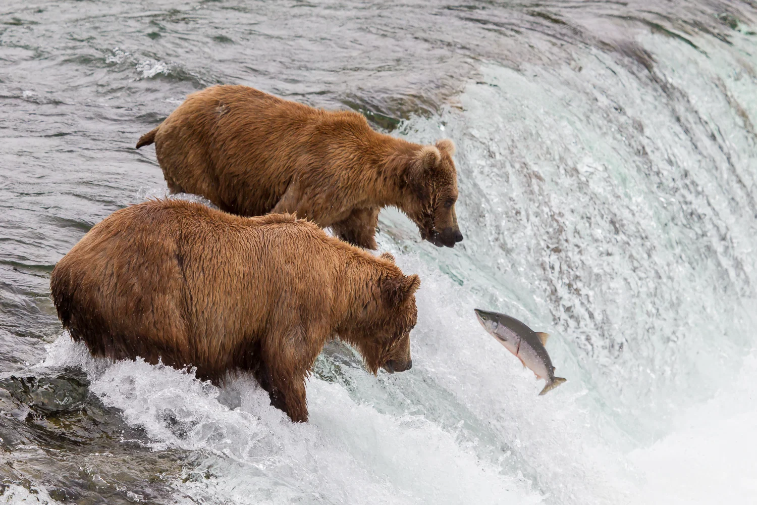 Katmai-July 2012-510.jpg
