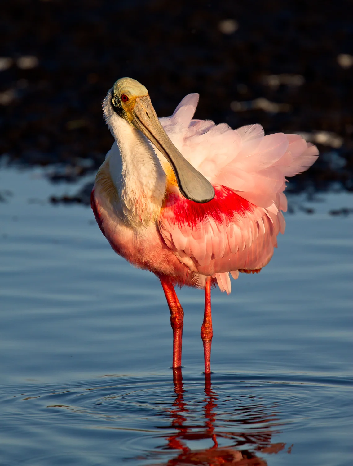 2011MerrittIsland156.jpg