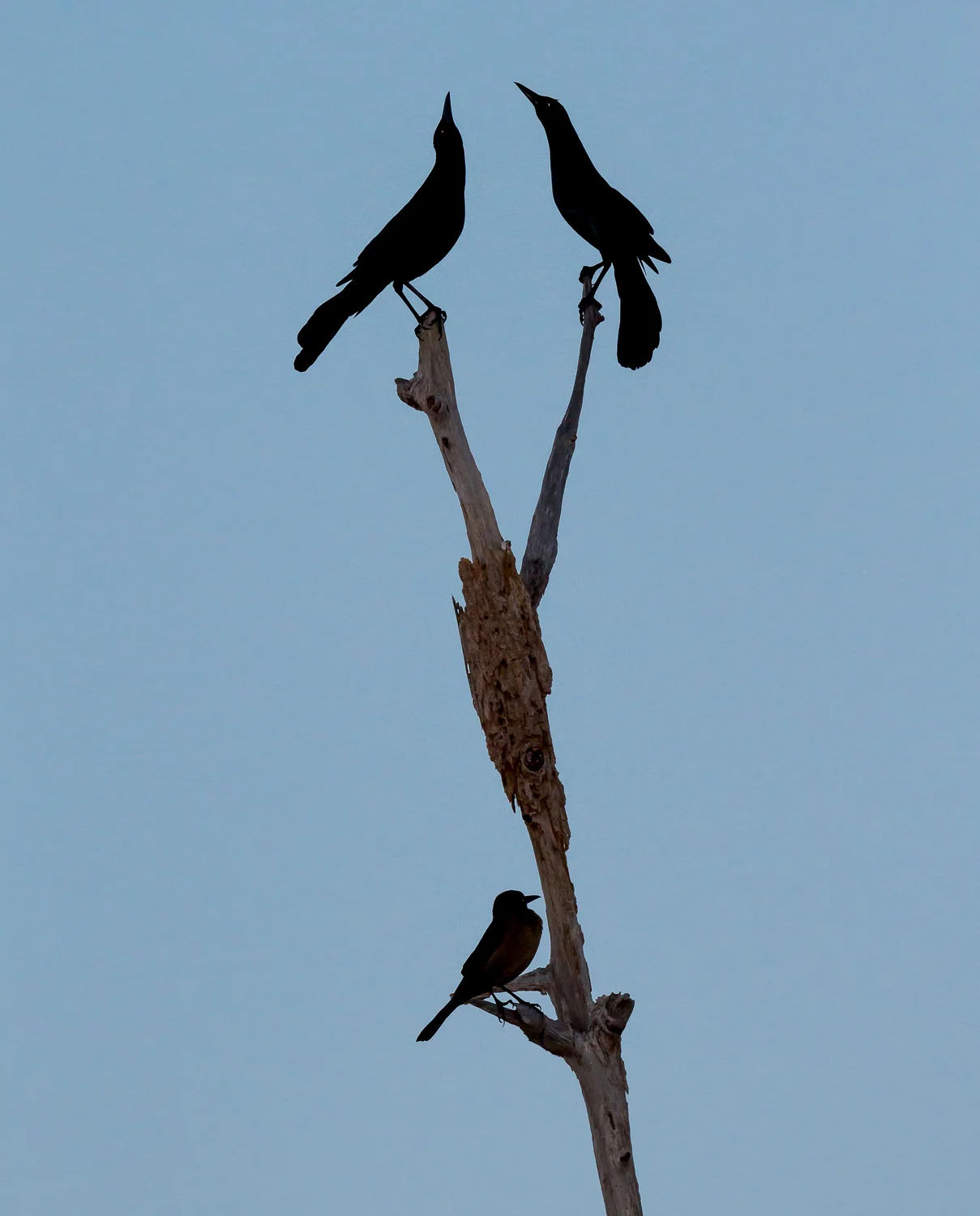 20110116-VieraWetlands-438.jpg