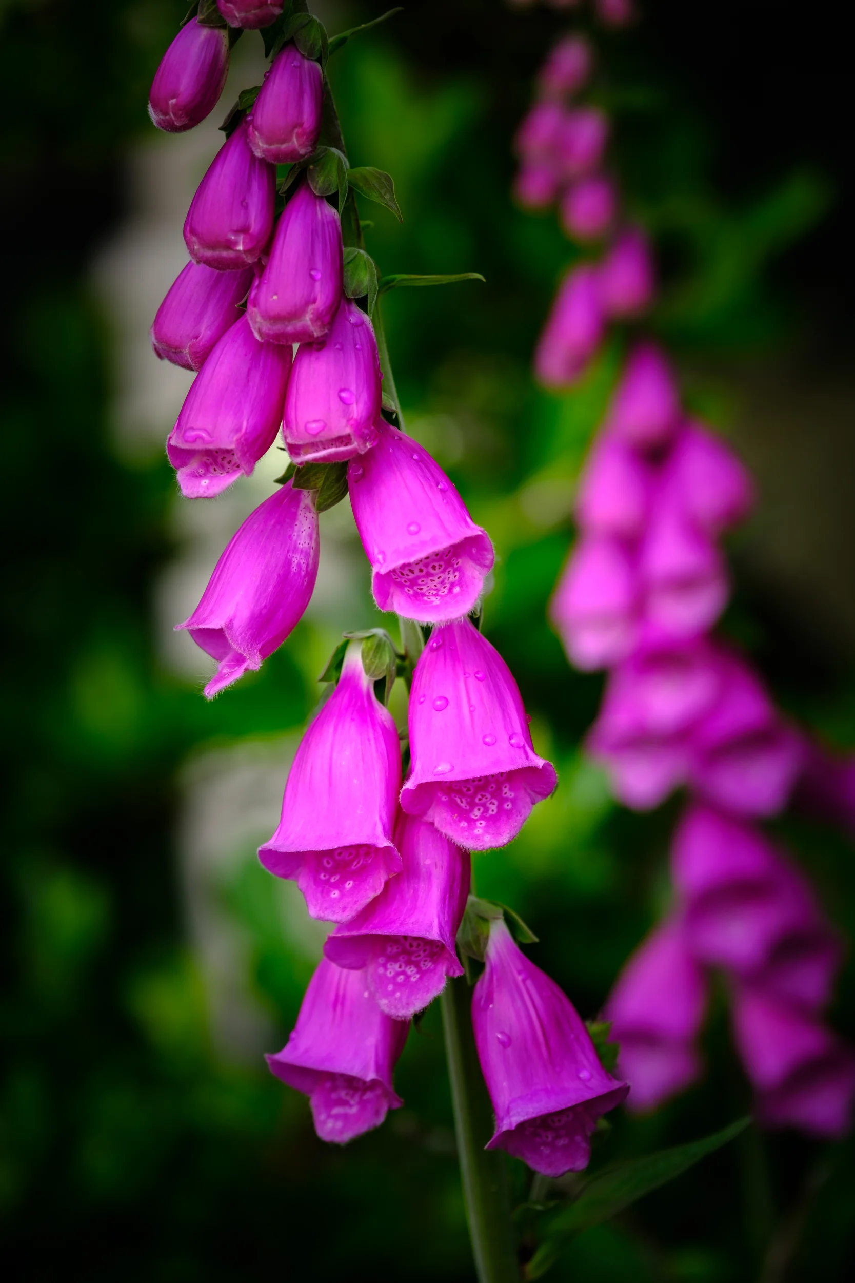 DSCF7082.jpg