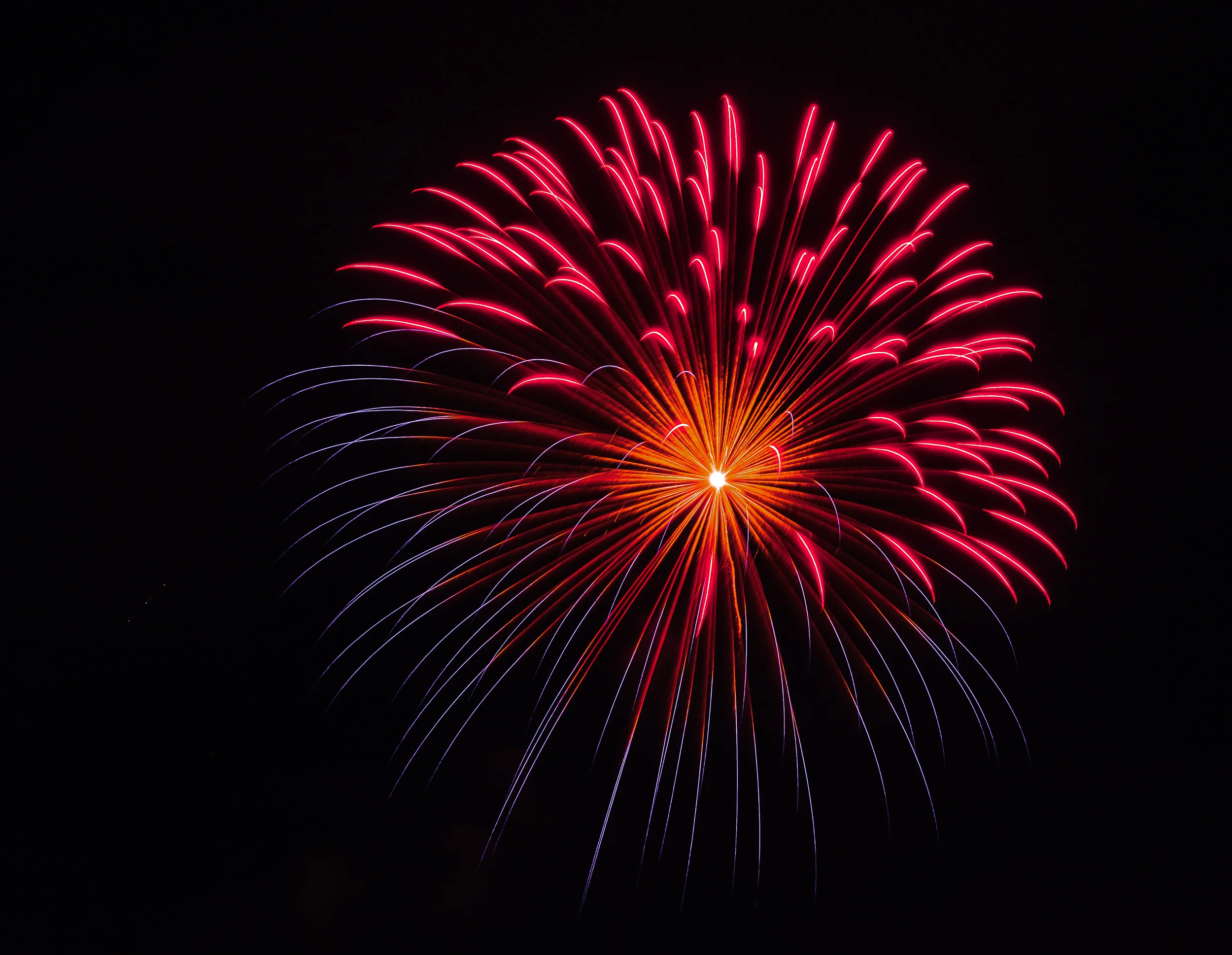 Flowers of the Night-Fireworks