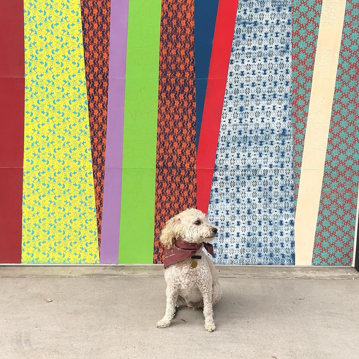 my little poodle guy