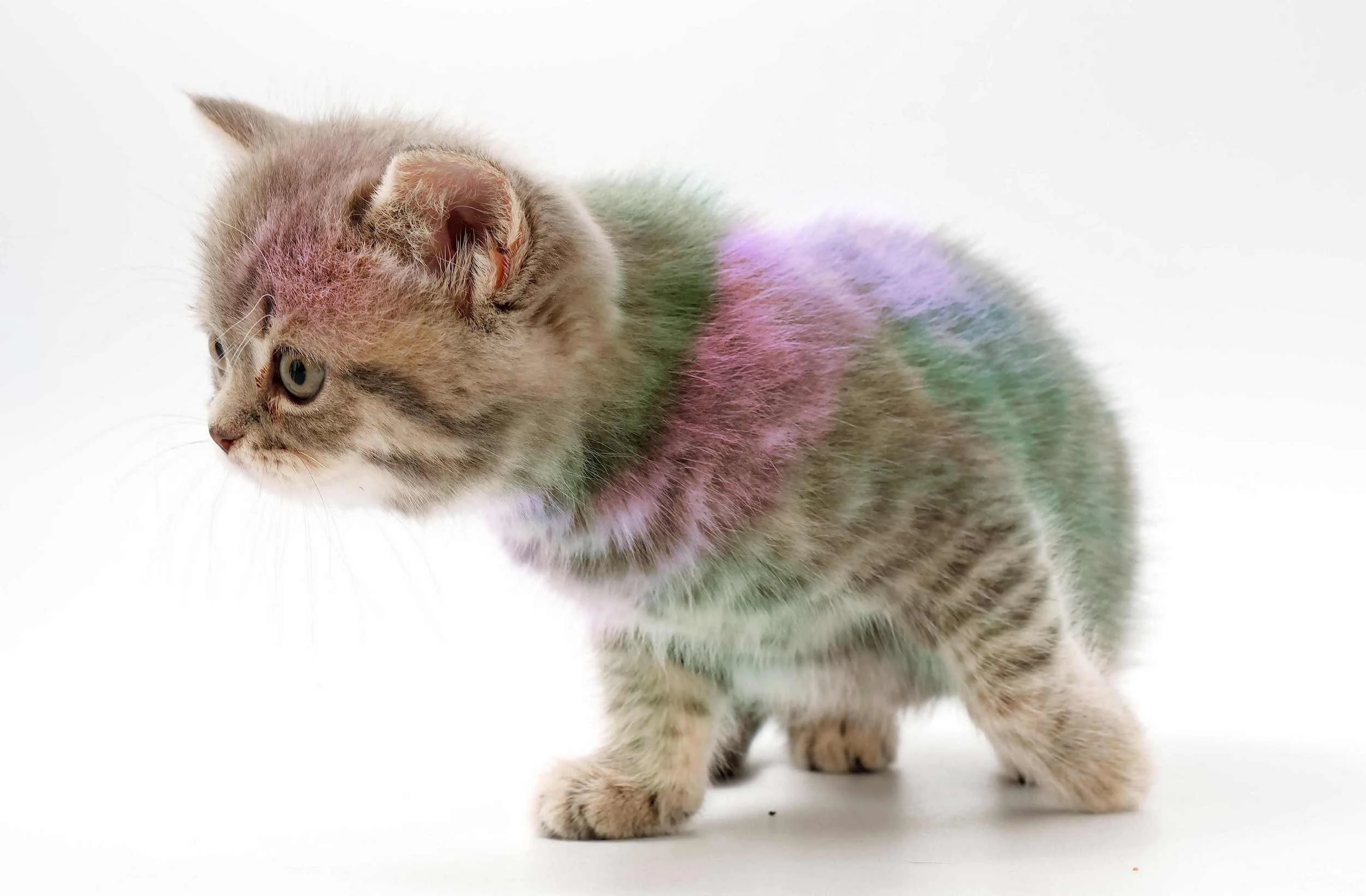 Kitten_1
