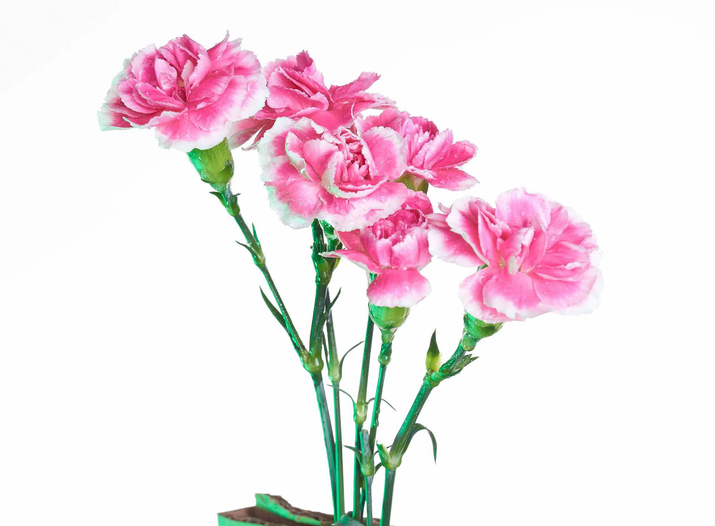 Study for Touch Sensitive (Geranium)
