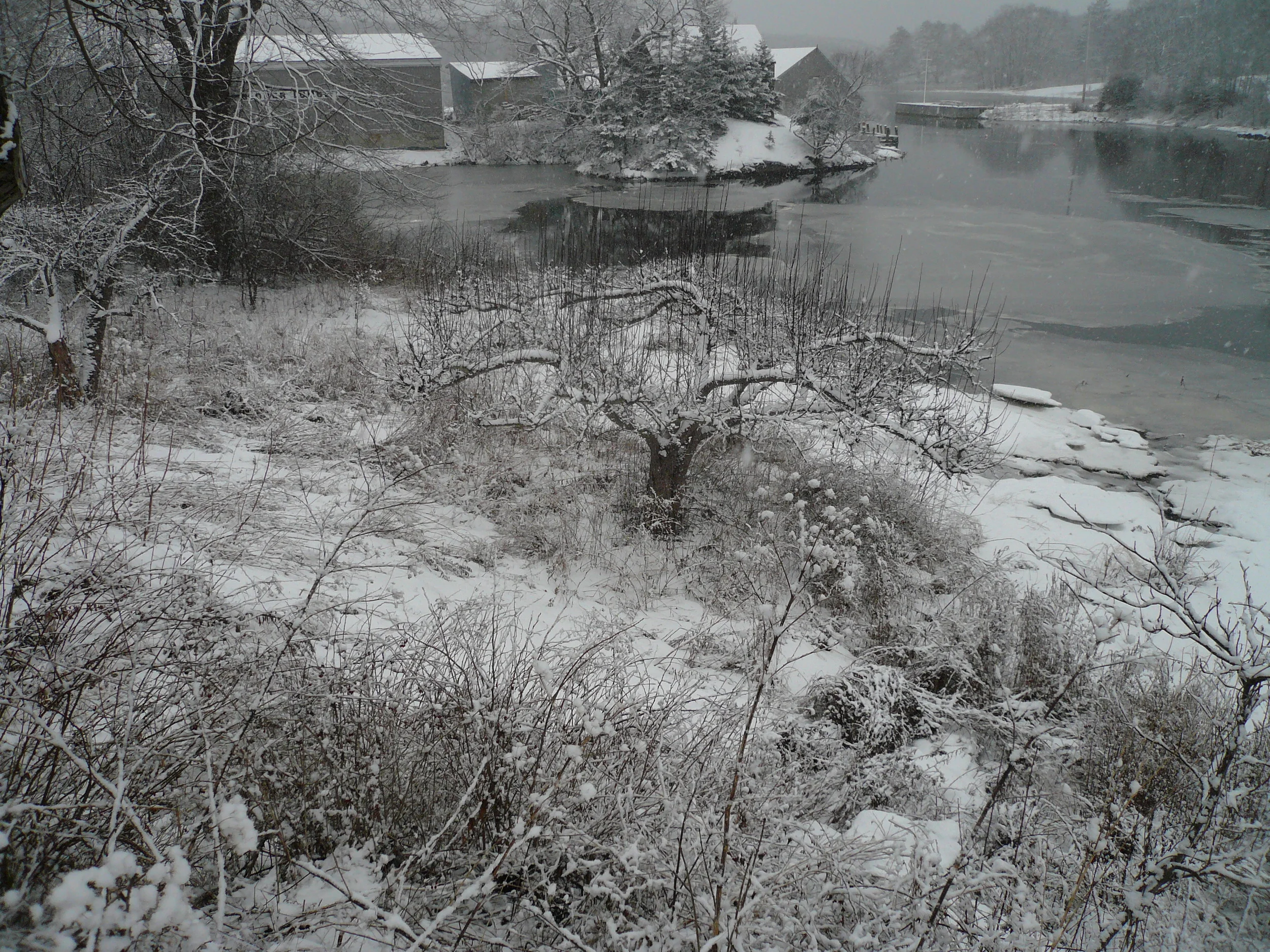 Village Apple Trees, Waldoboro, ME, 2013