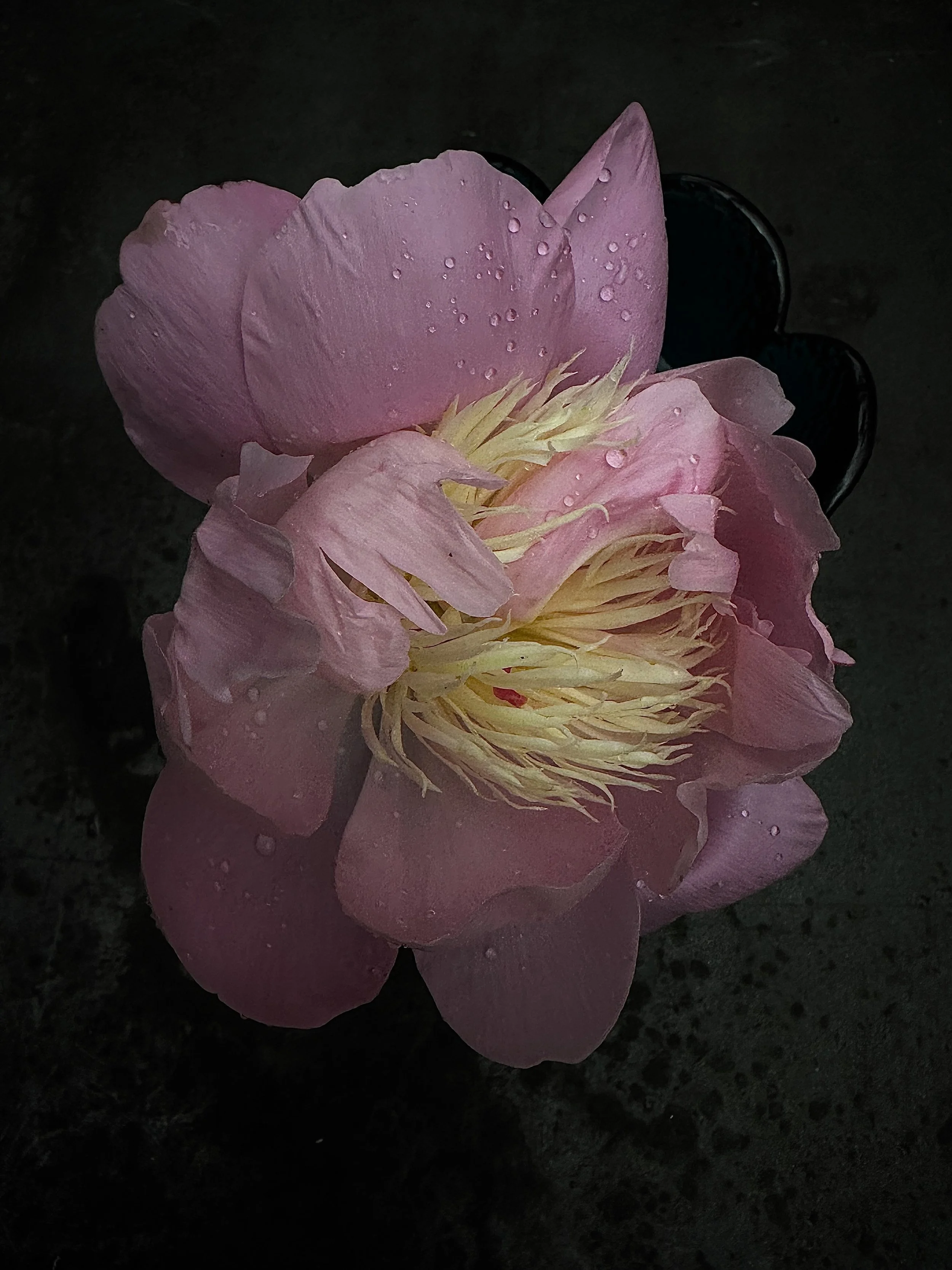 IMG_1727.jpeg