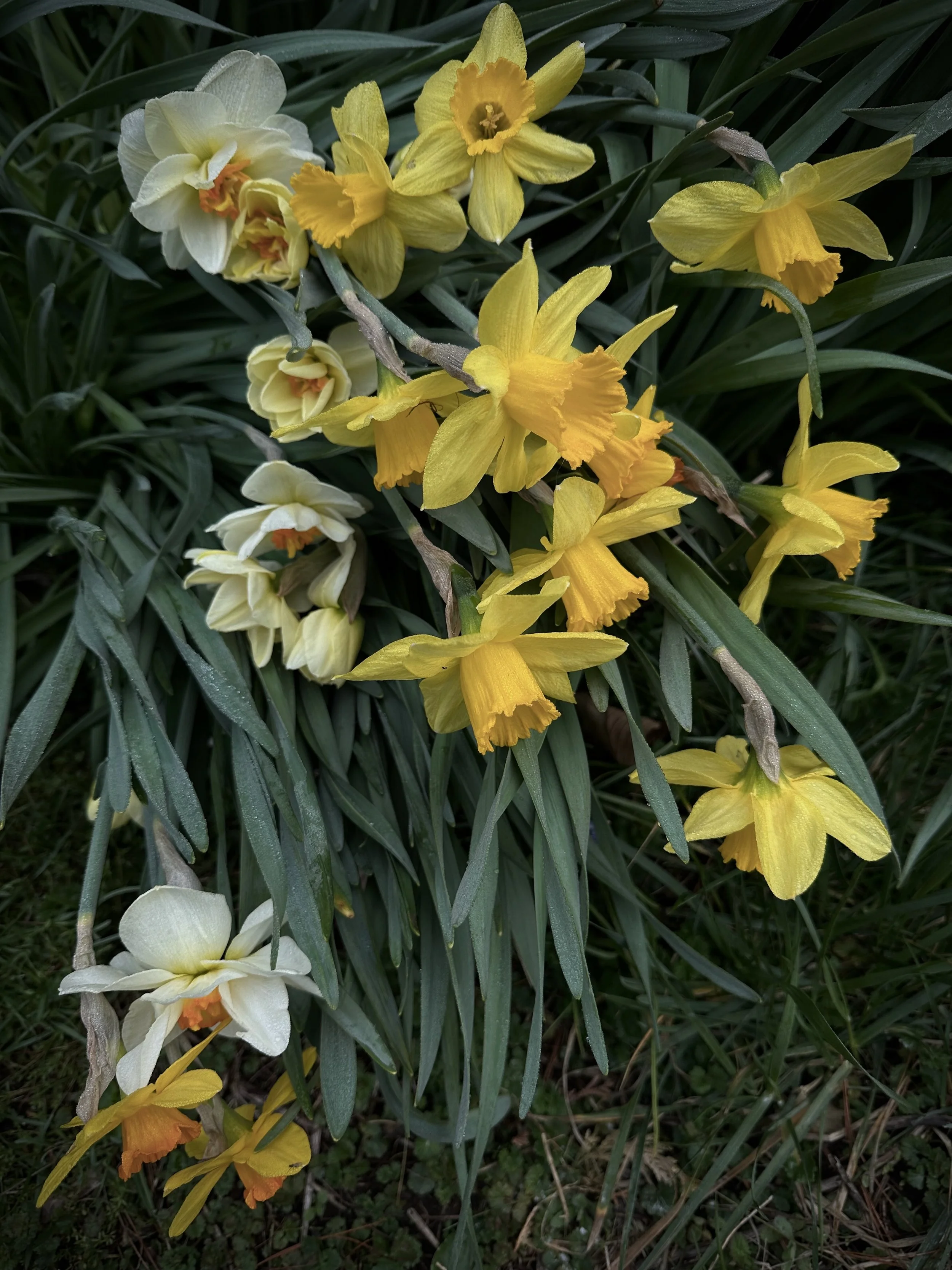 IMG_9089.jpeg