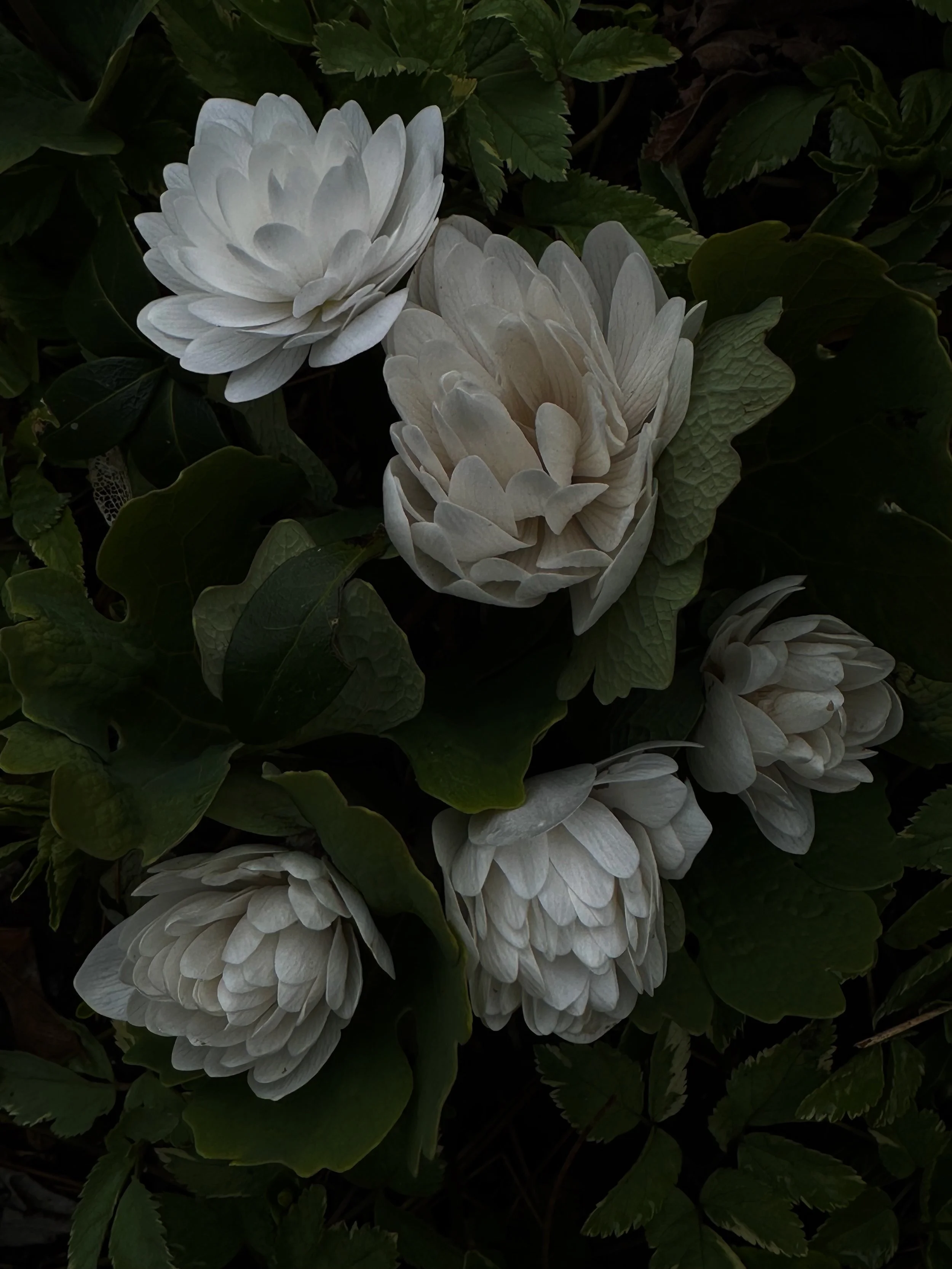 IMG_8891.jpeg