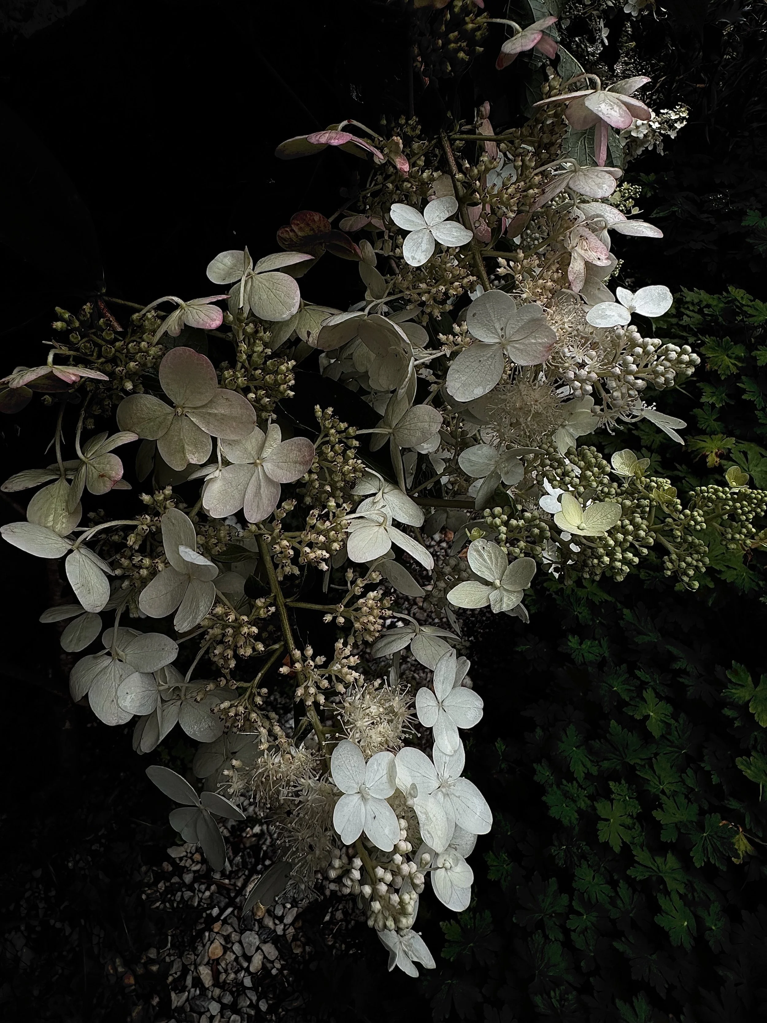 IMG_3809.jpeg