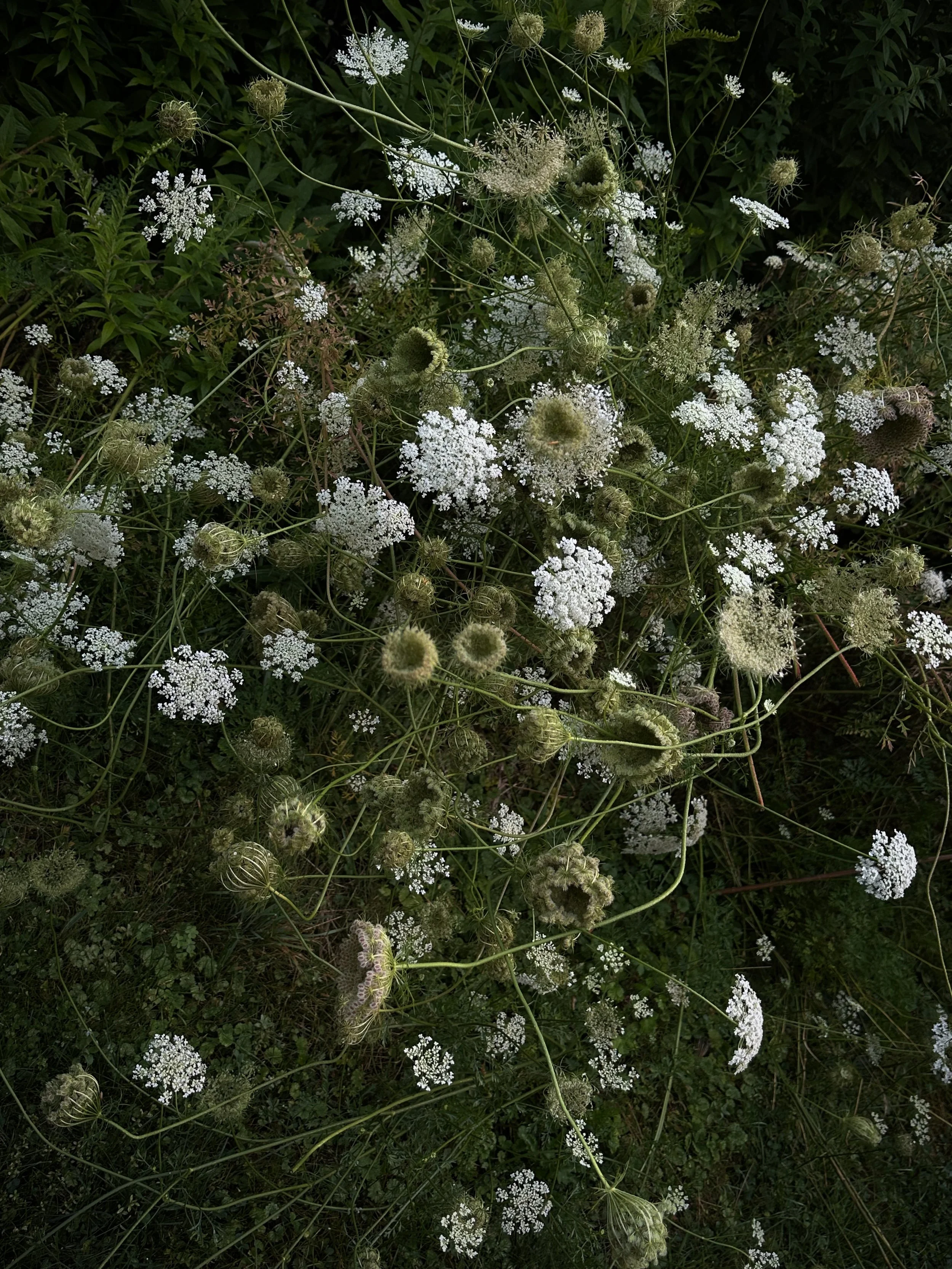Serpentinata, 2025