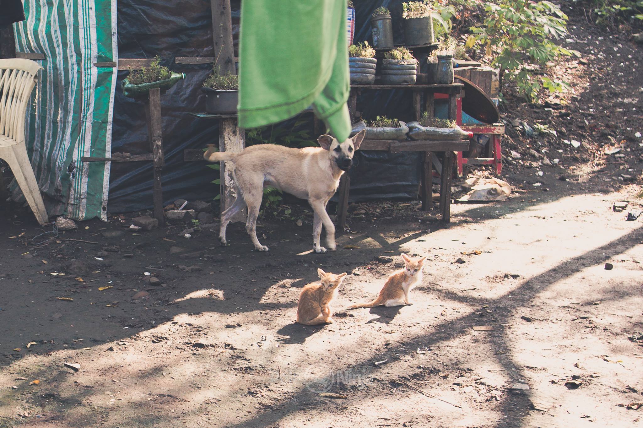  Smokey mountain and animals.  