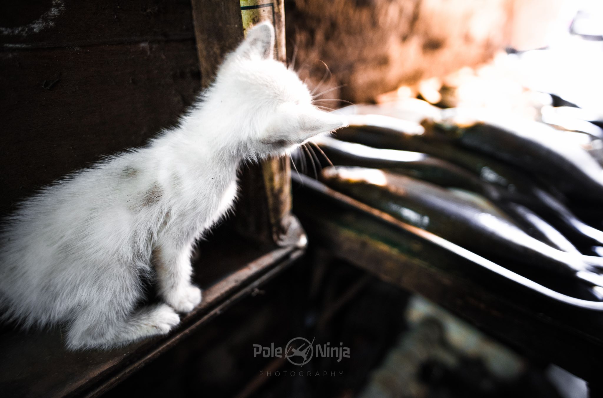 I think this was the most food I saw the entire time through the slums. And of course, the cat was adorable.