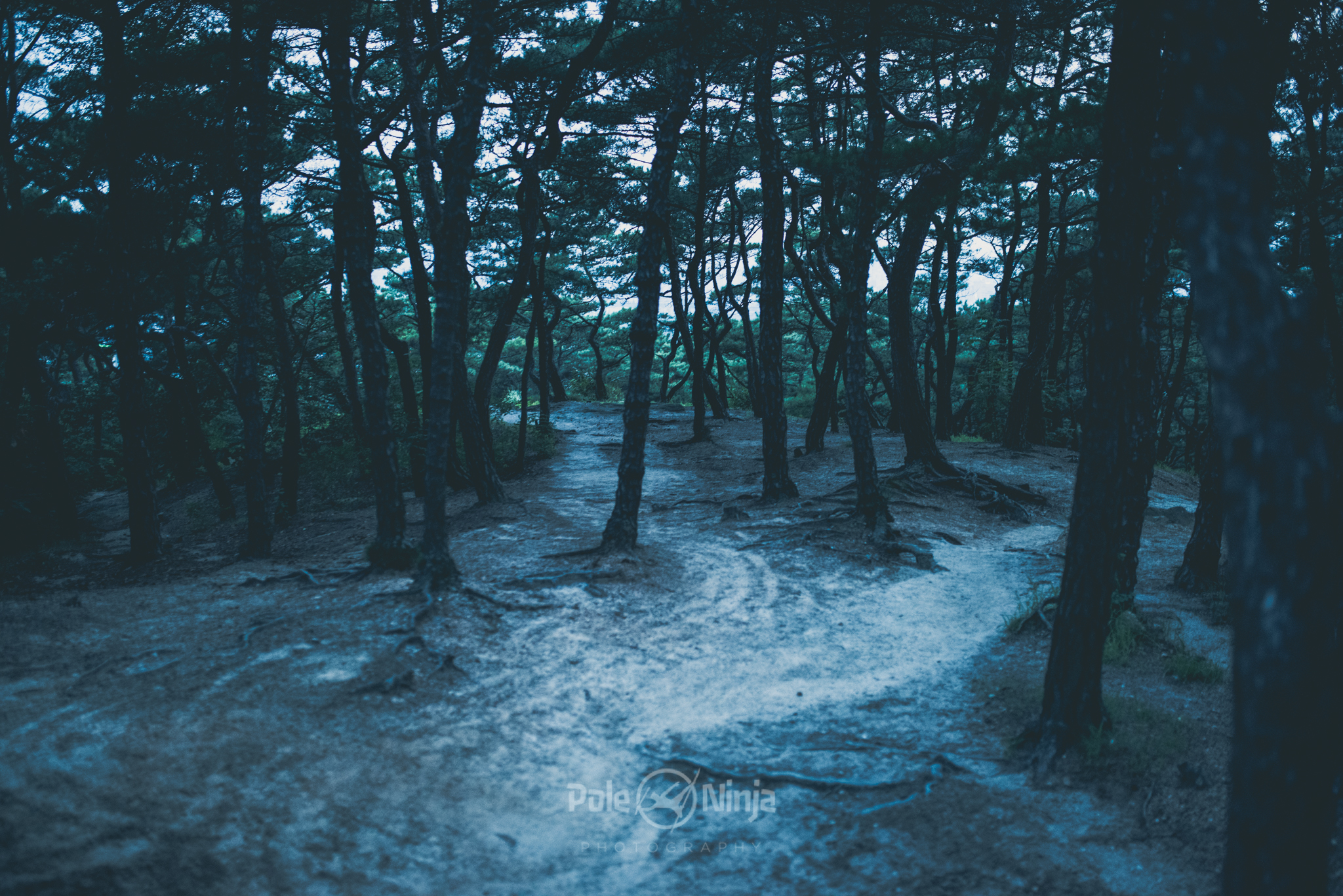 It even had some woods that were so unique to the location. I love trees. I love unique trees. This was a great location with many options.