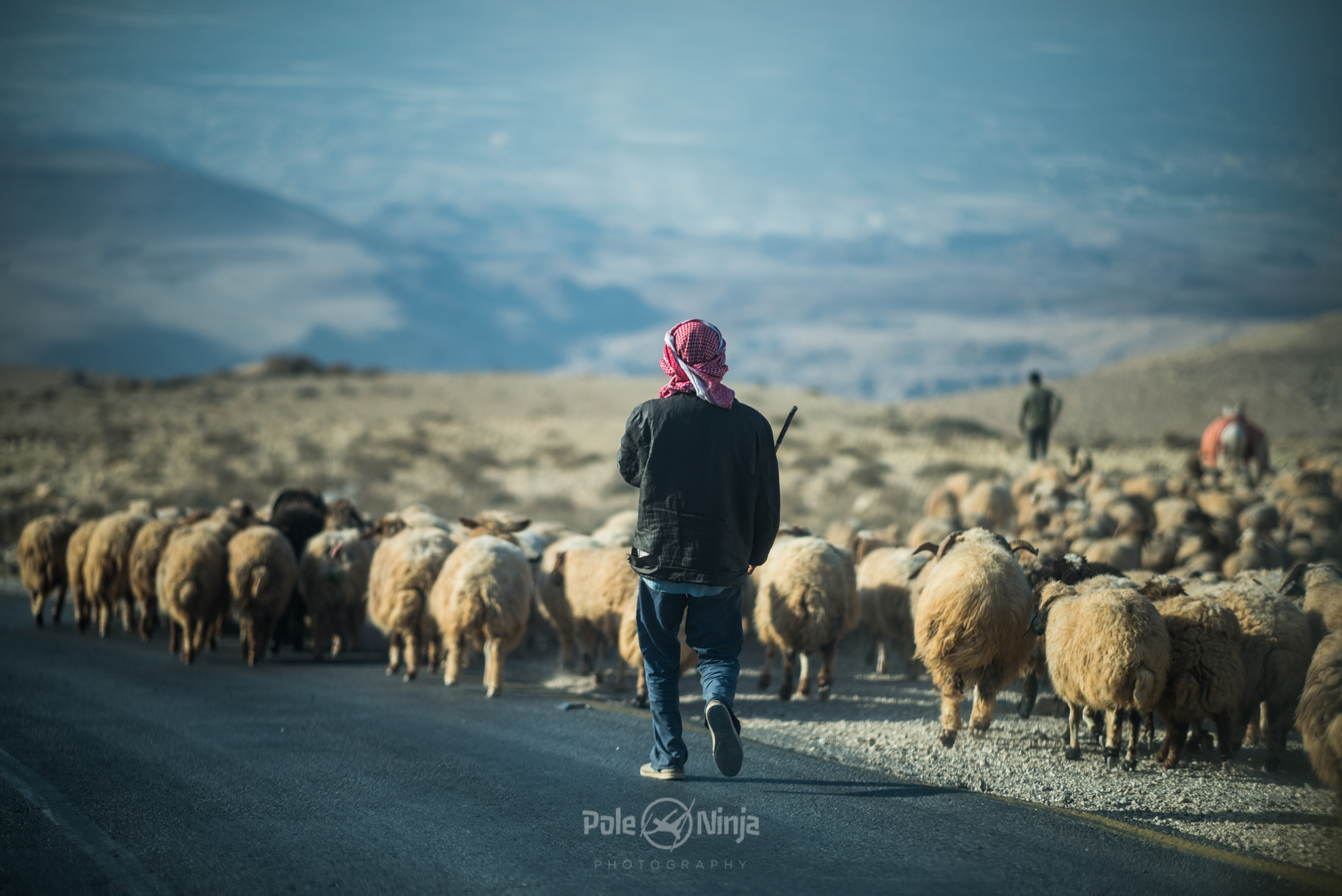 Men herding livestock.