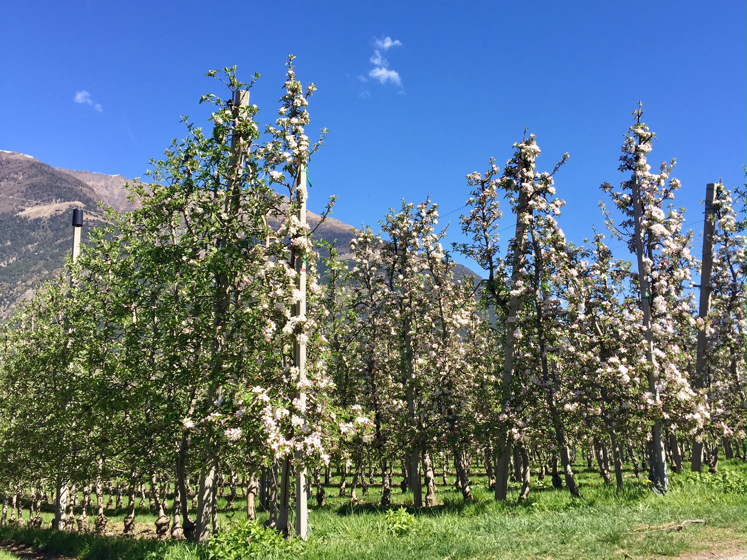 Vinschgau_Apfelblüte.jpg