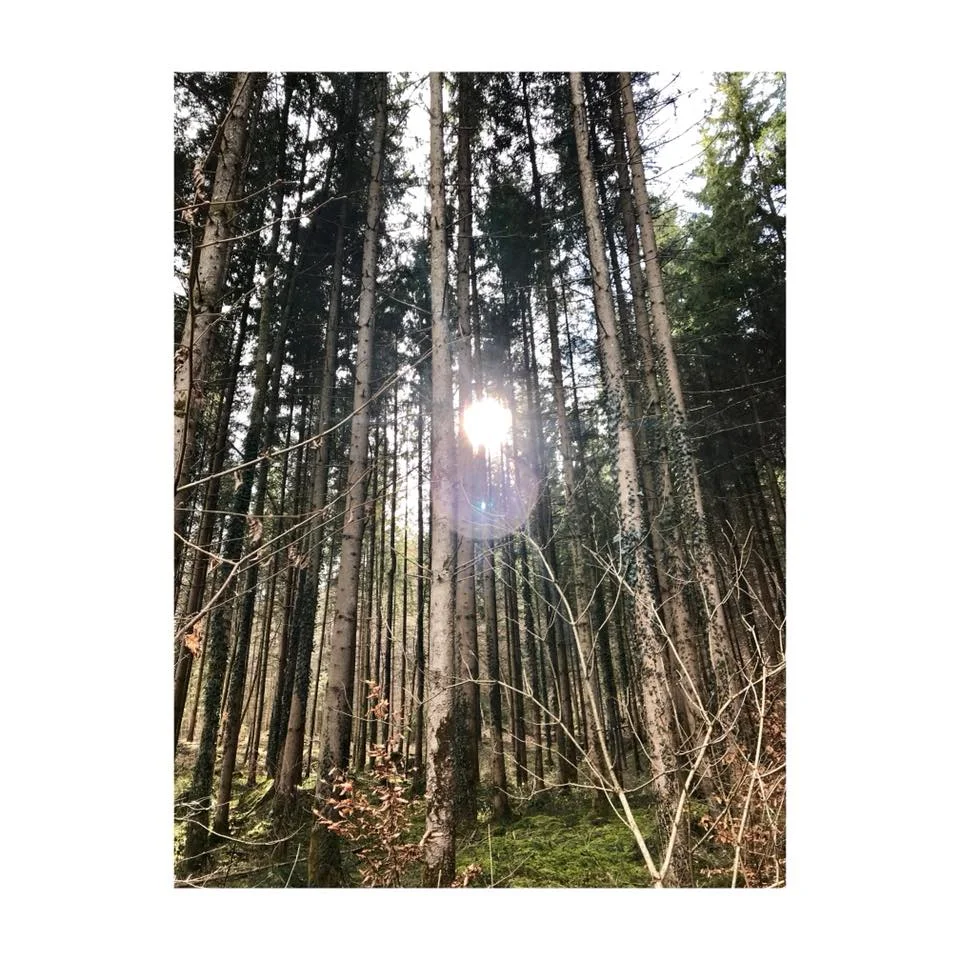 Wald.jpg