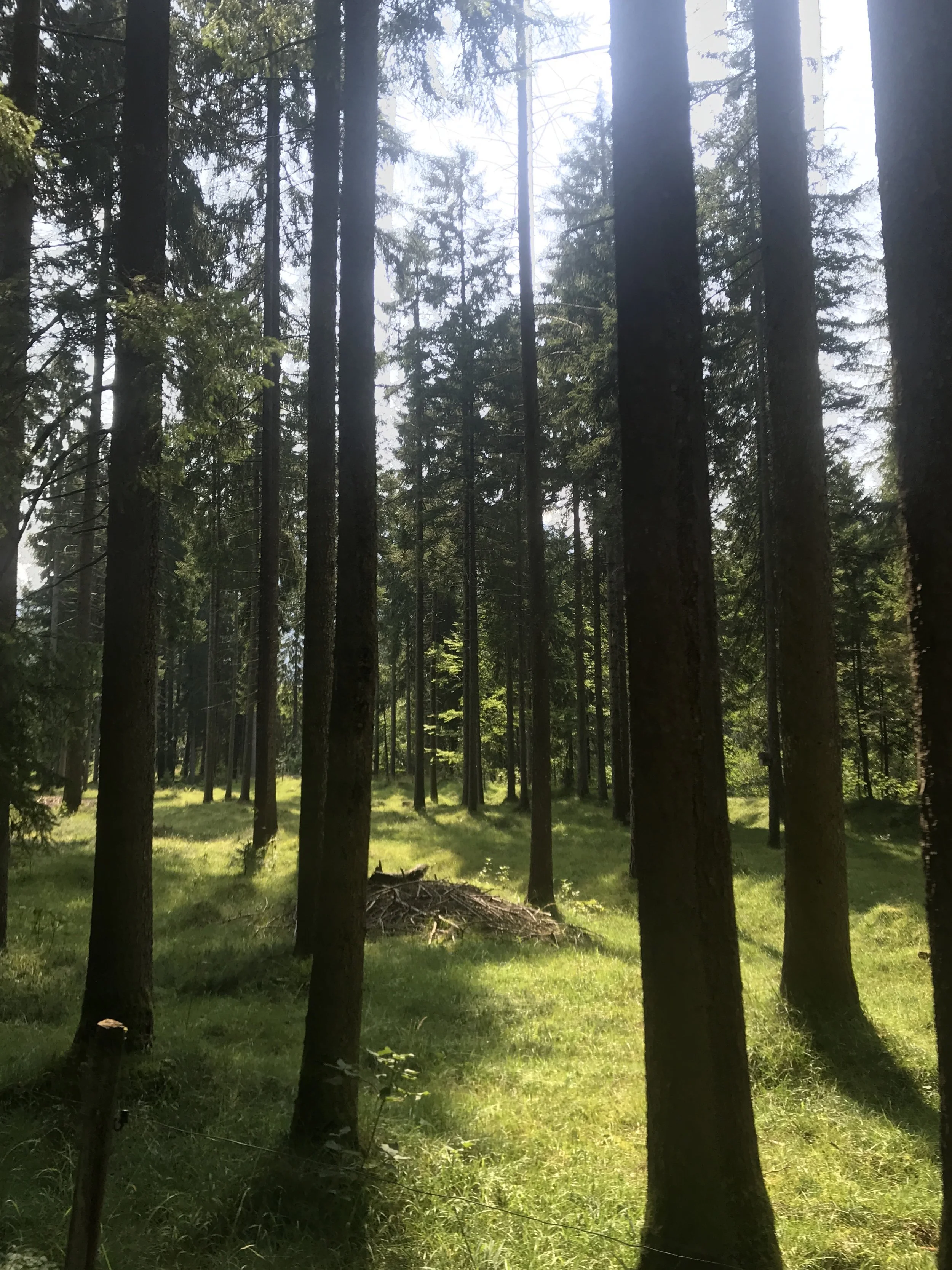 Durch diesen hübschen Wald...