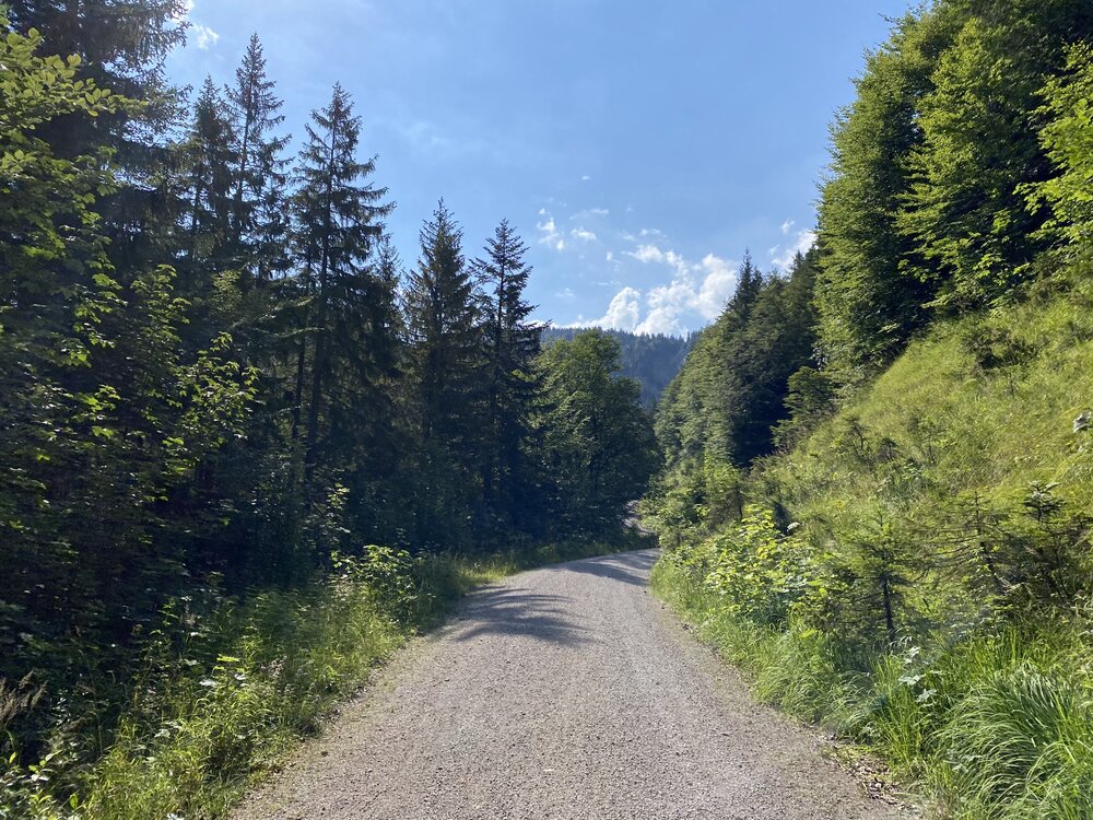 Auffahrt über Forstweg