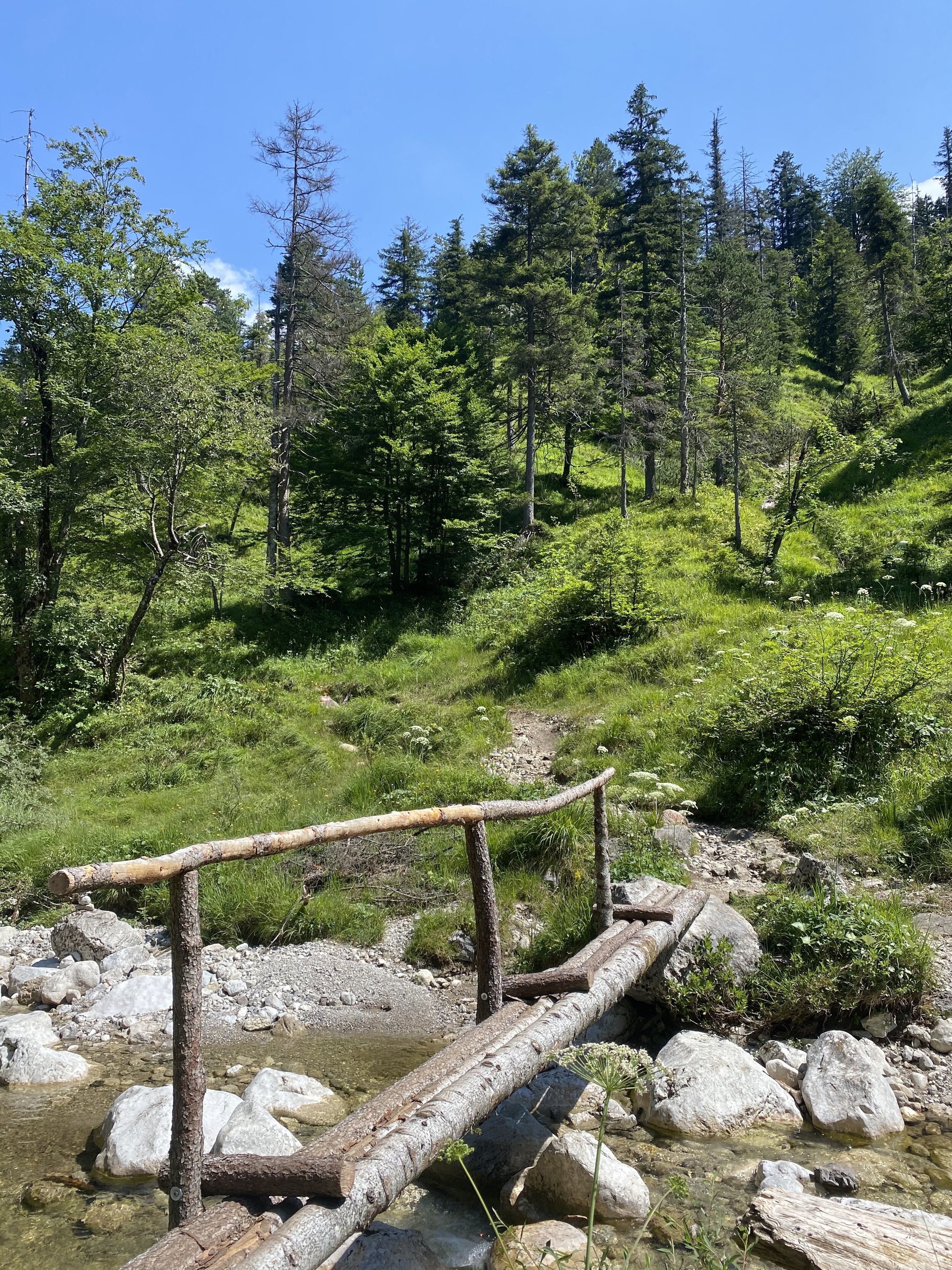 Diese Baumstammbrücke hält!