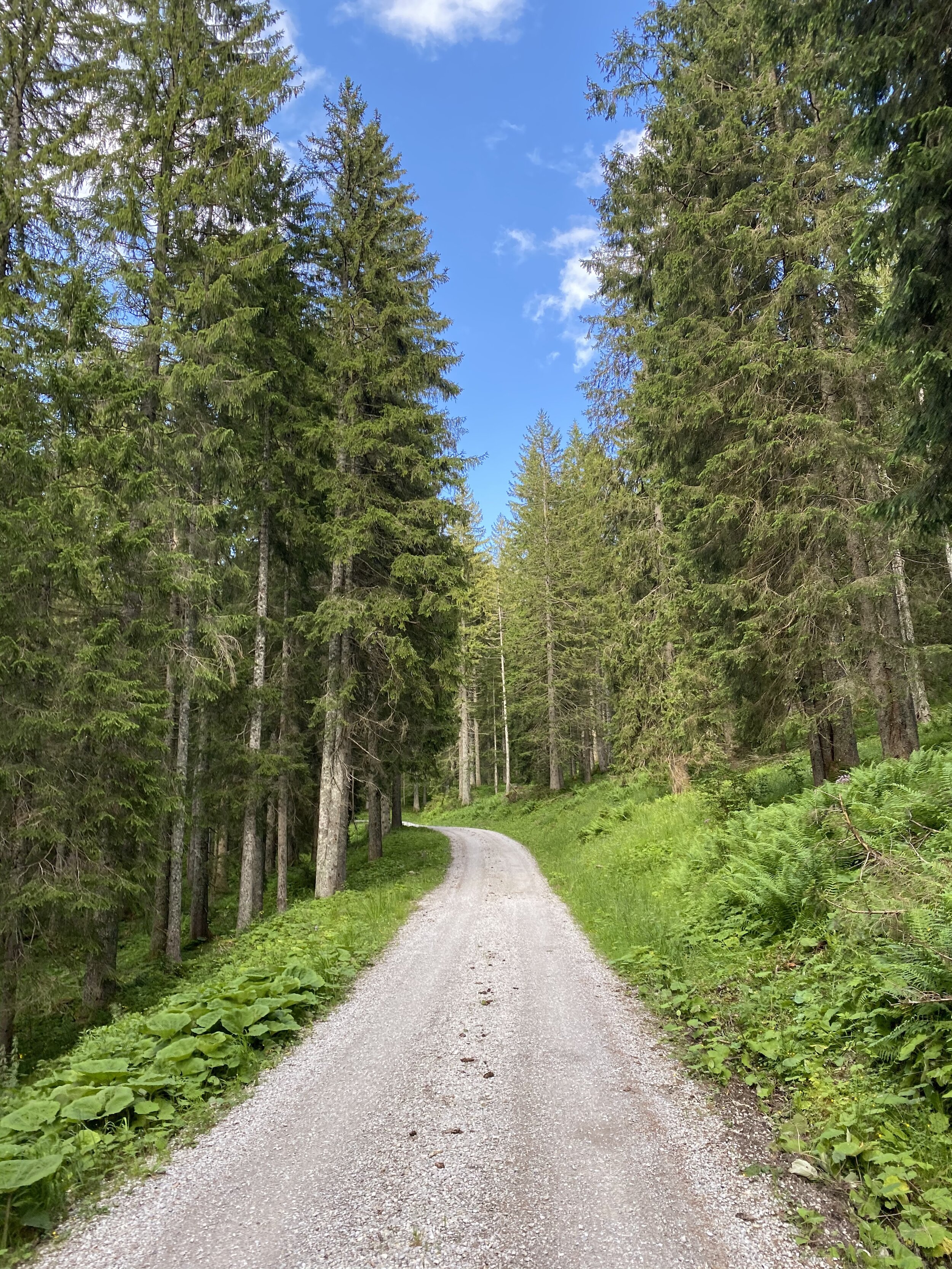 Forstweg zum Hirschberg 