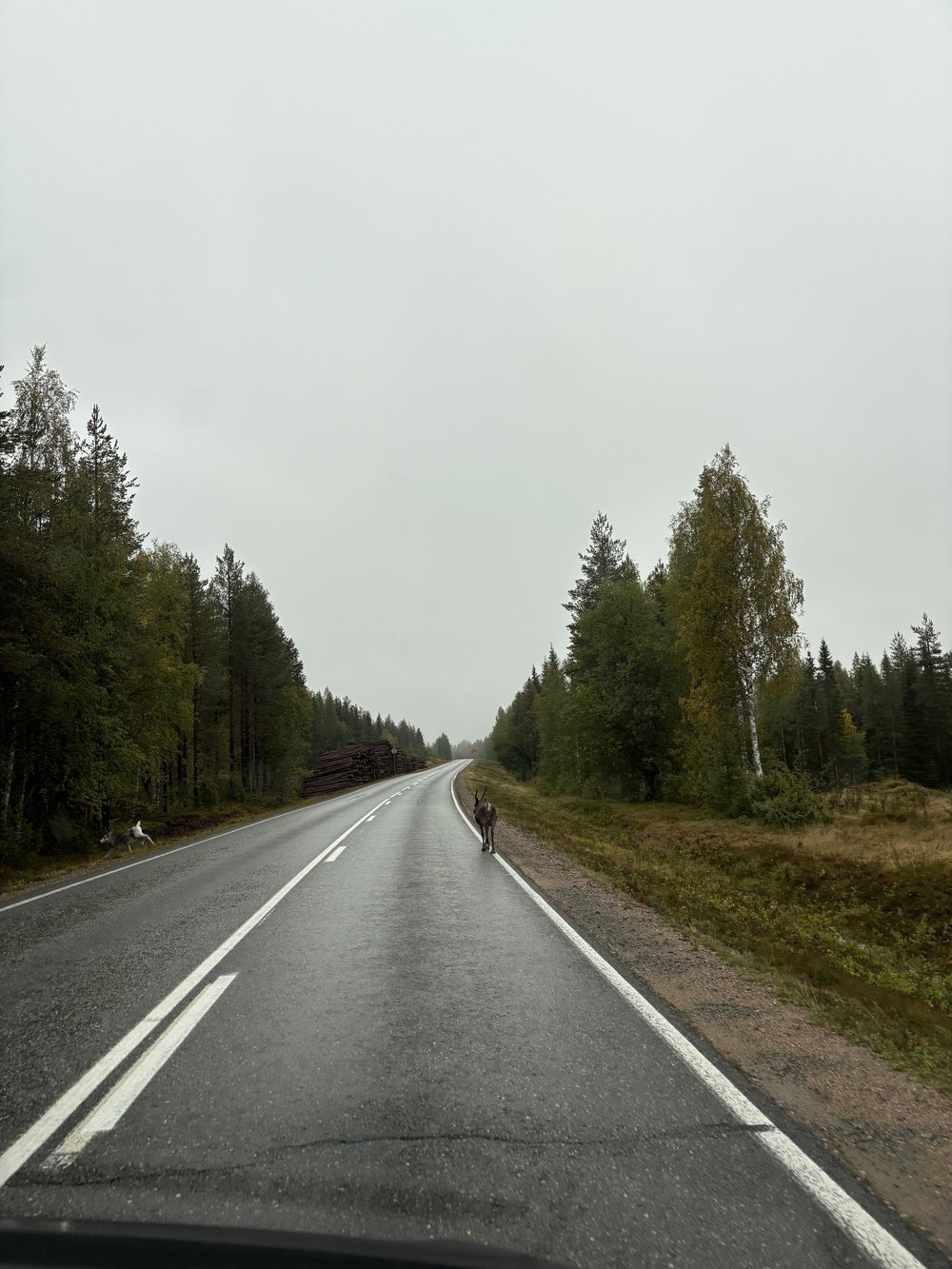 Autoleere Strasse + das erste Rentier der Reise