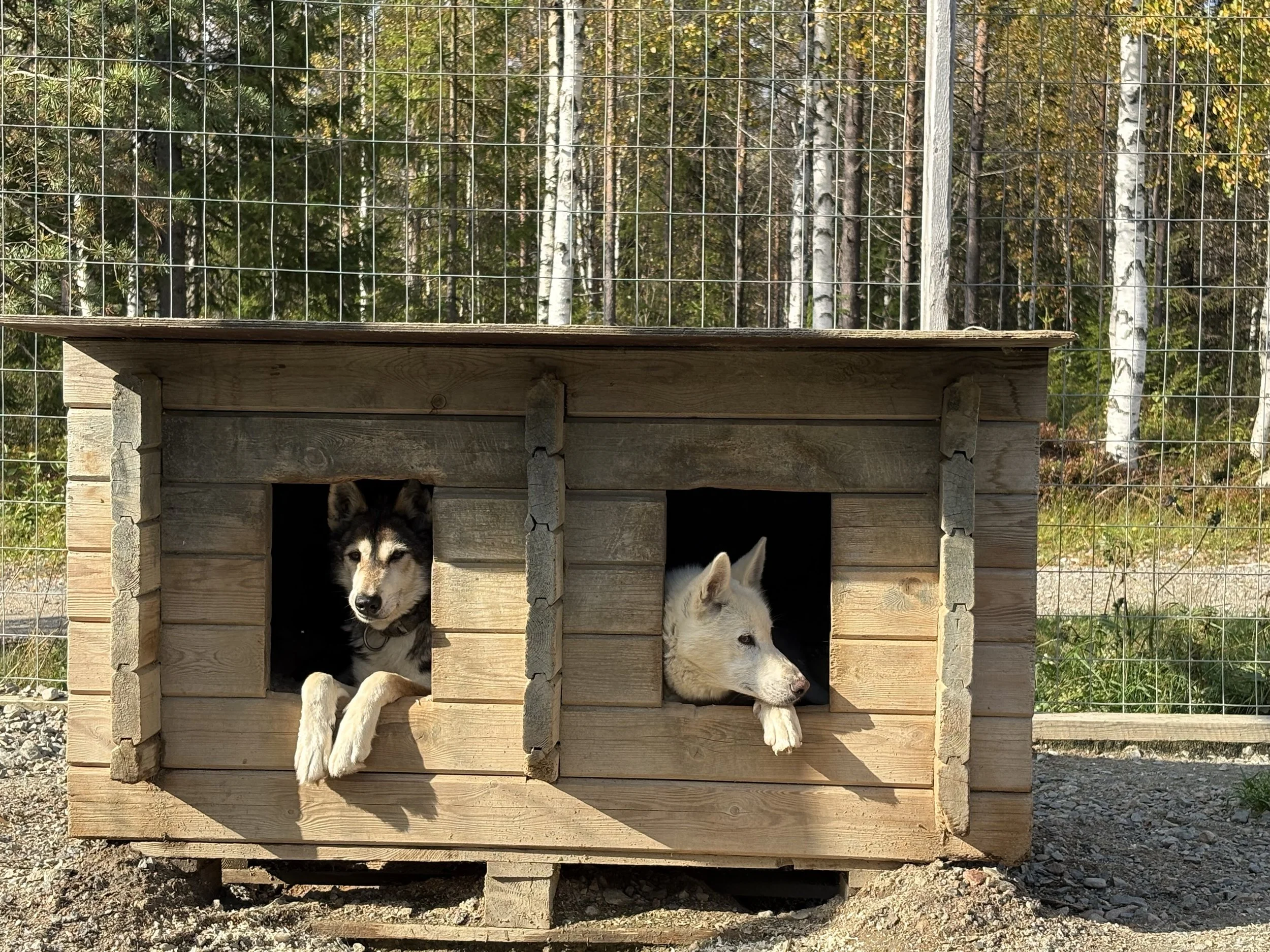 Ein Husky süßer als der andere :)