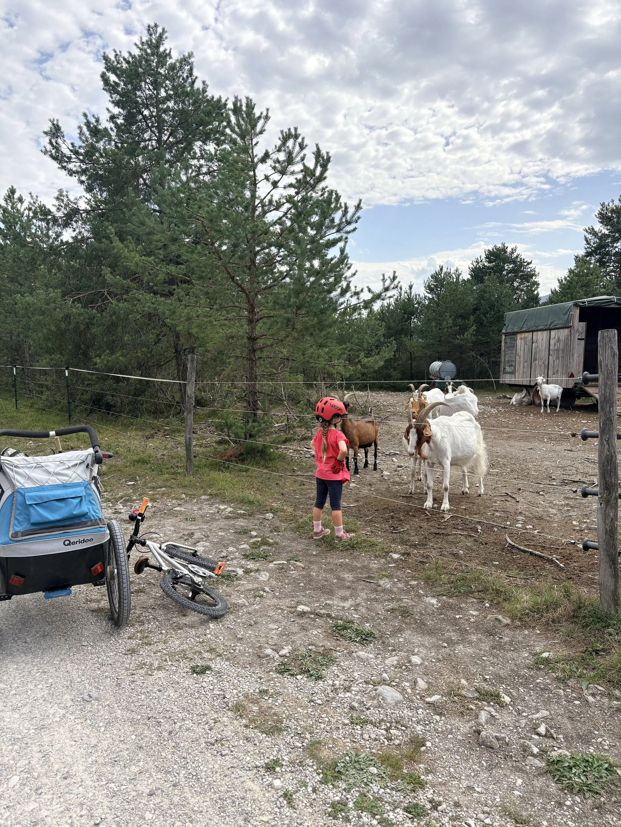Ziegen-Stopp auf dem Weg nach Lenggries.