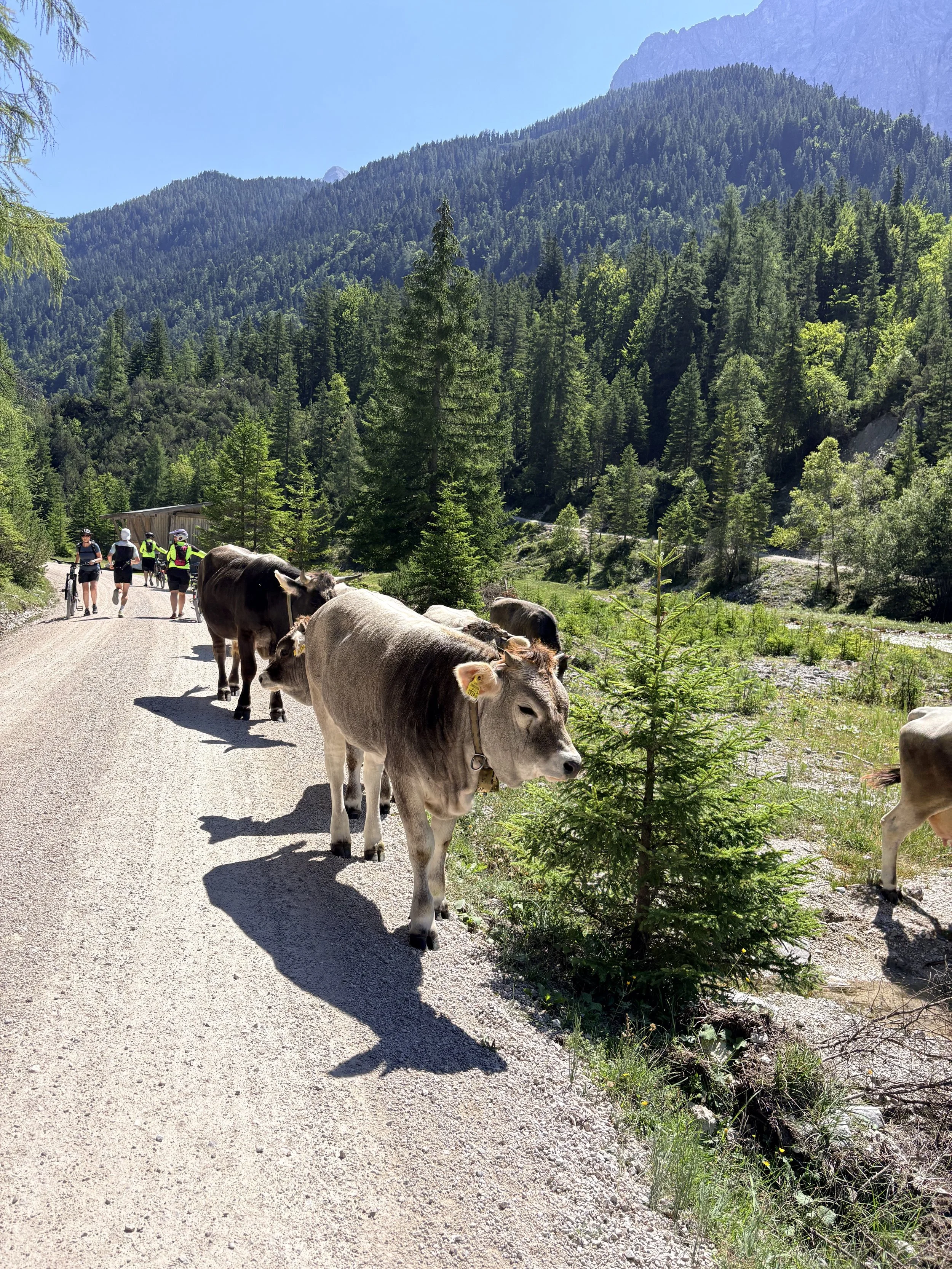 Gegen-Verkehr 