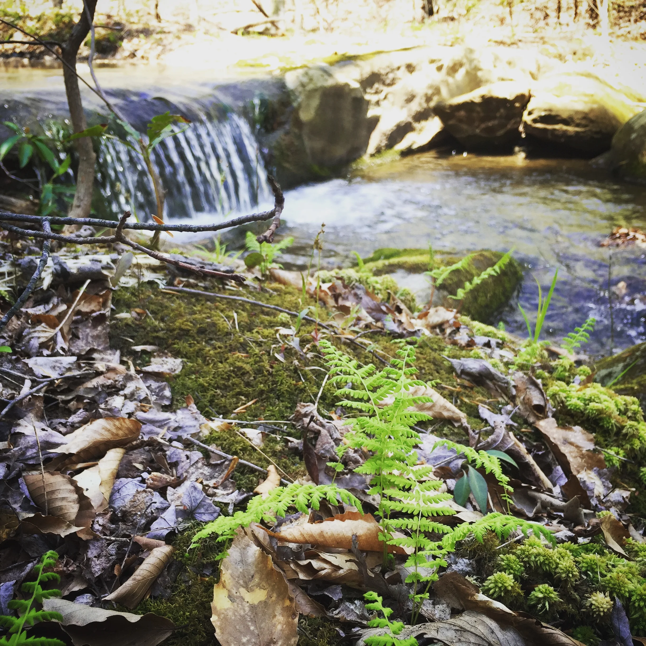 Schuyler Springs at Hebron hill