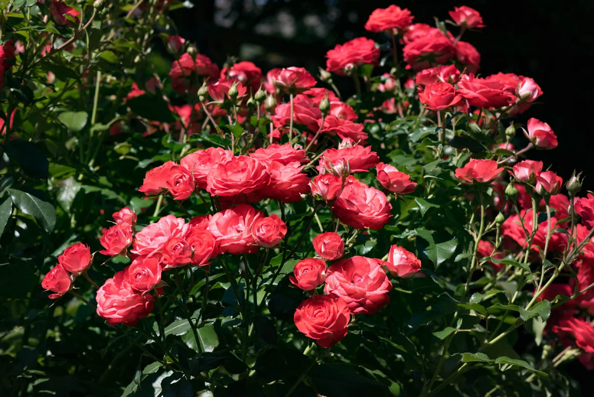 20170708_0093.jpg