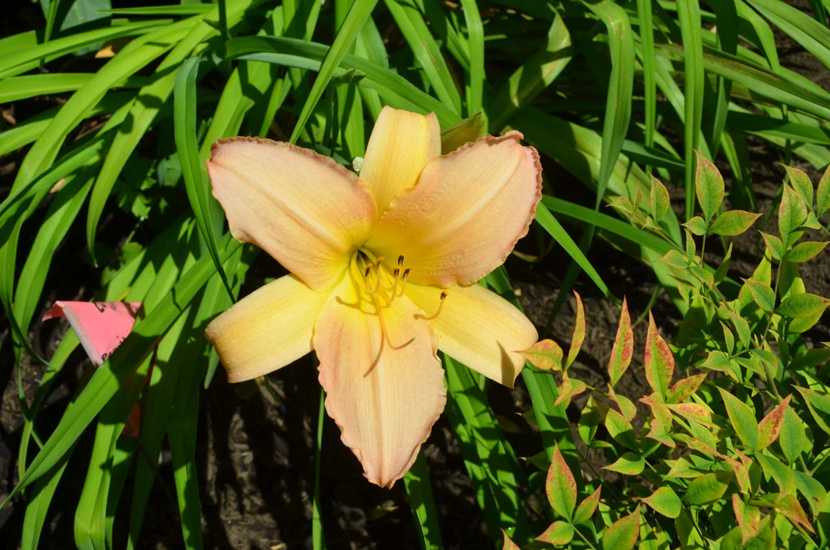 DSC_6858.jpg
