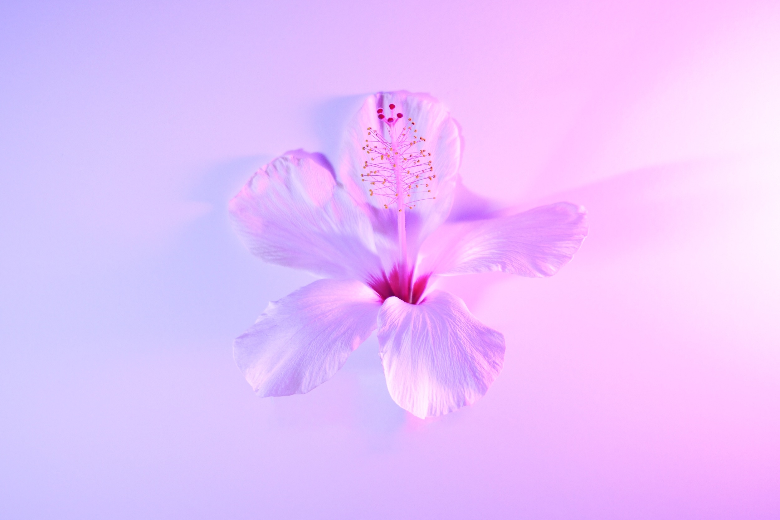 Hibiscus
