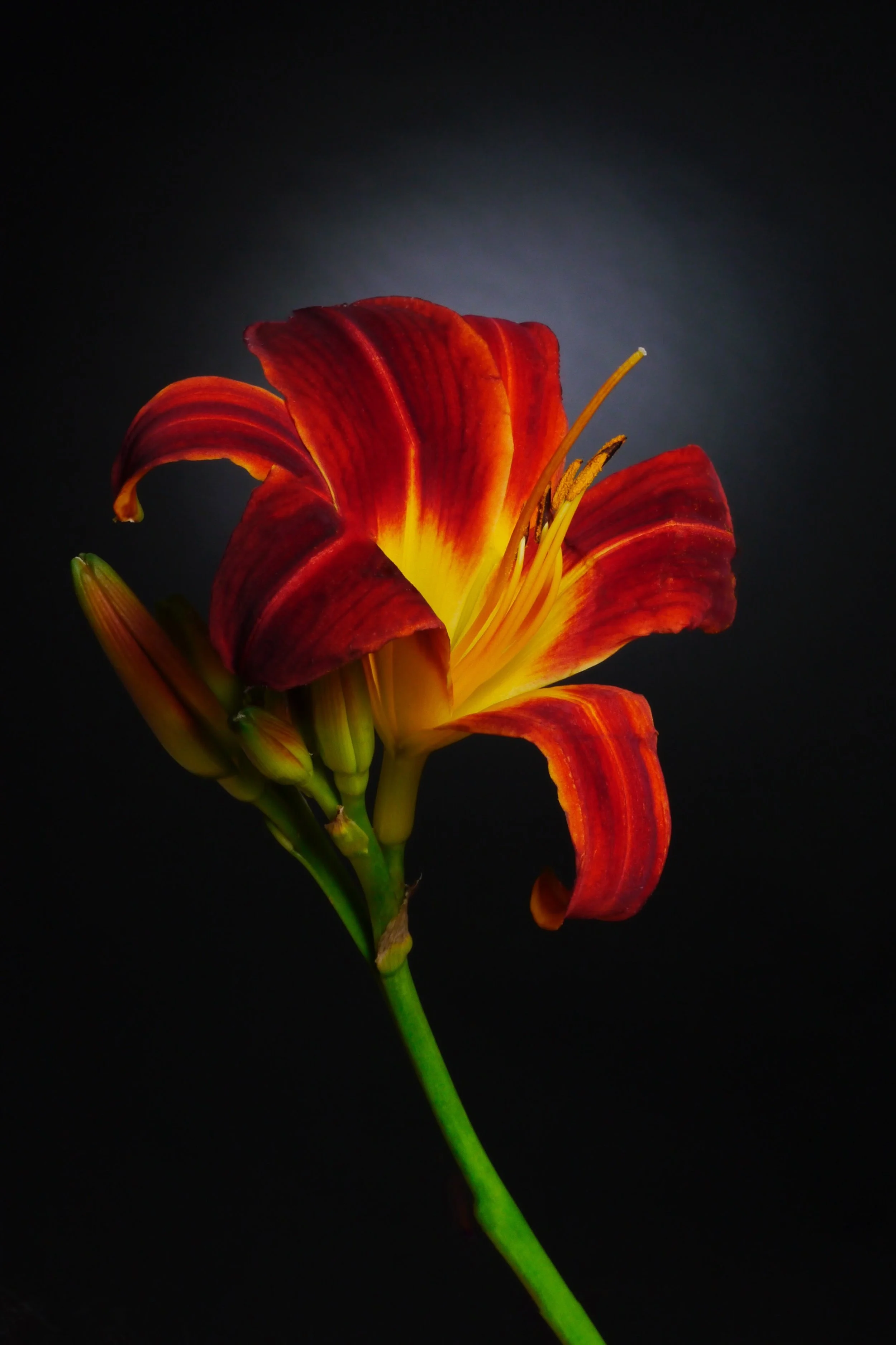 Image 93.jpg