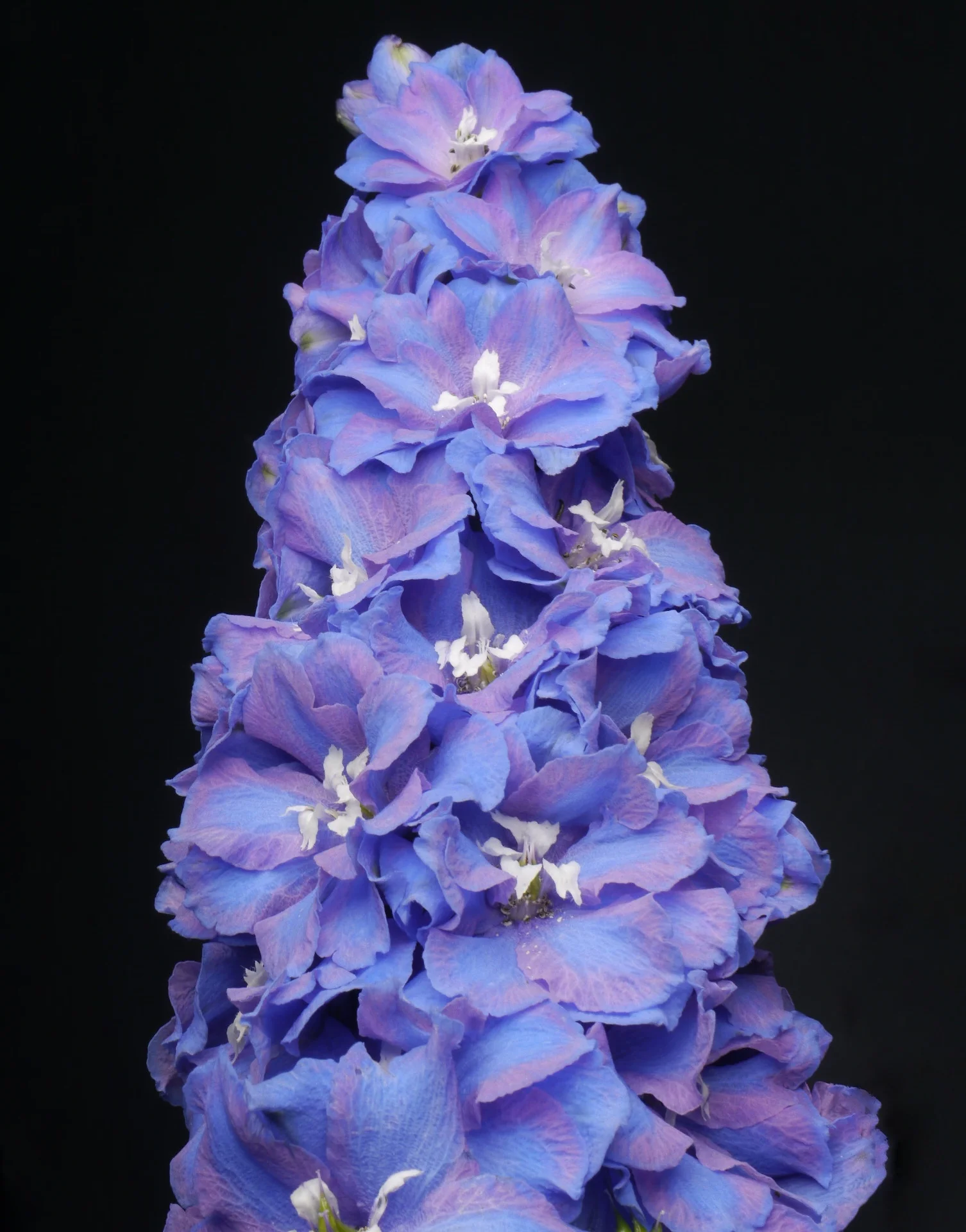Image 40.jpg