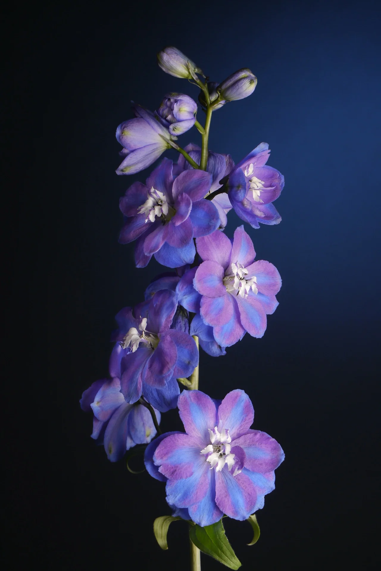 Image 42.jpg