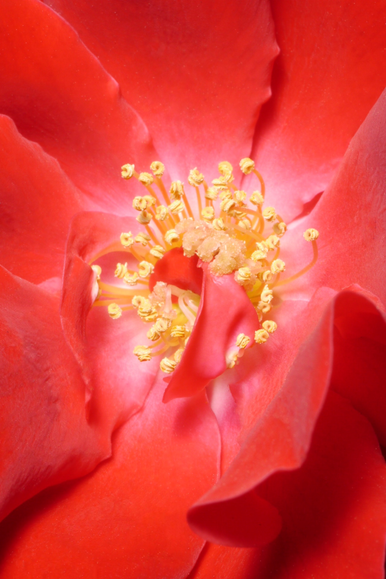 Image 51.jpg