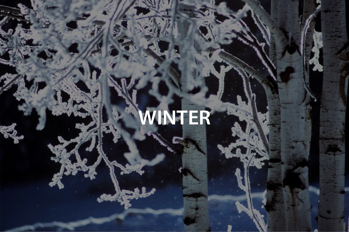 Winter