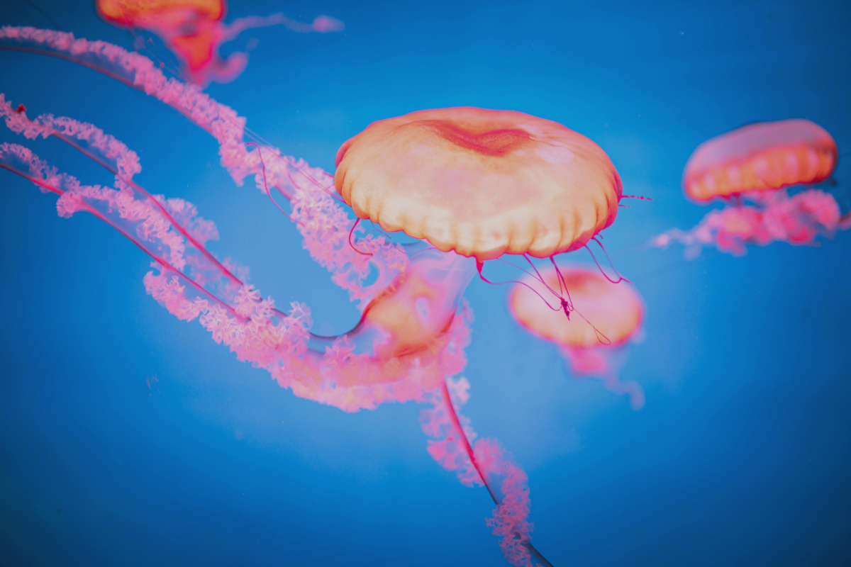 5 Traits Weak Leaders Have in Common with Jellyfish