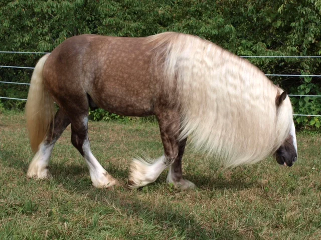 Derby 29.jpg