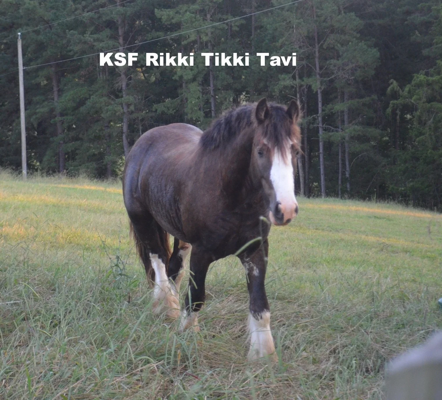 KSF Rikki Tikki Tavi