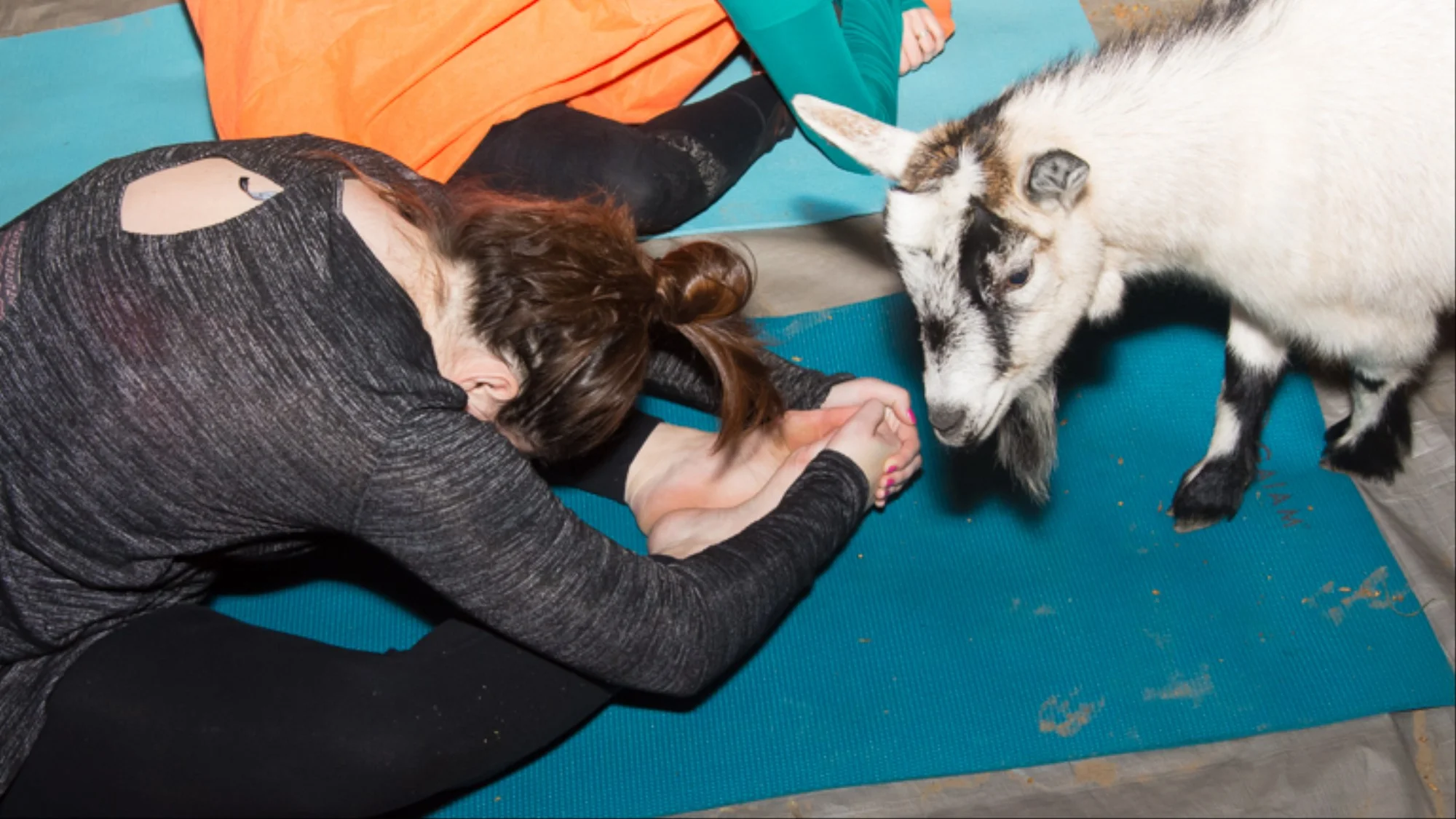 Animals Don't Belong in Your Workout Class