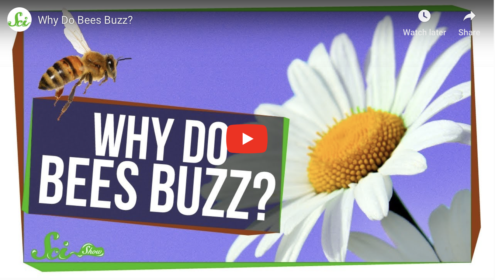 Why Do Bees Buzz?
