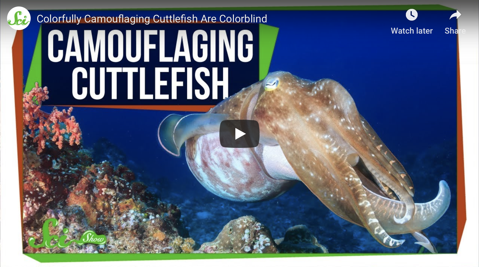 Colorfully Camouflaging Cuttlefish Are Colorblind