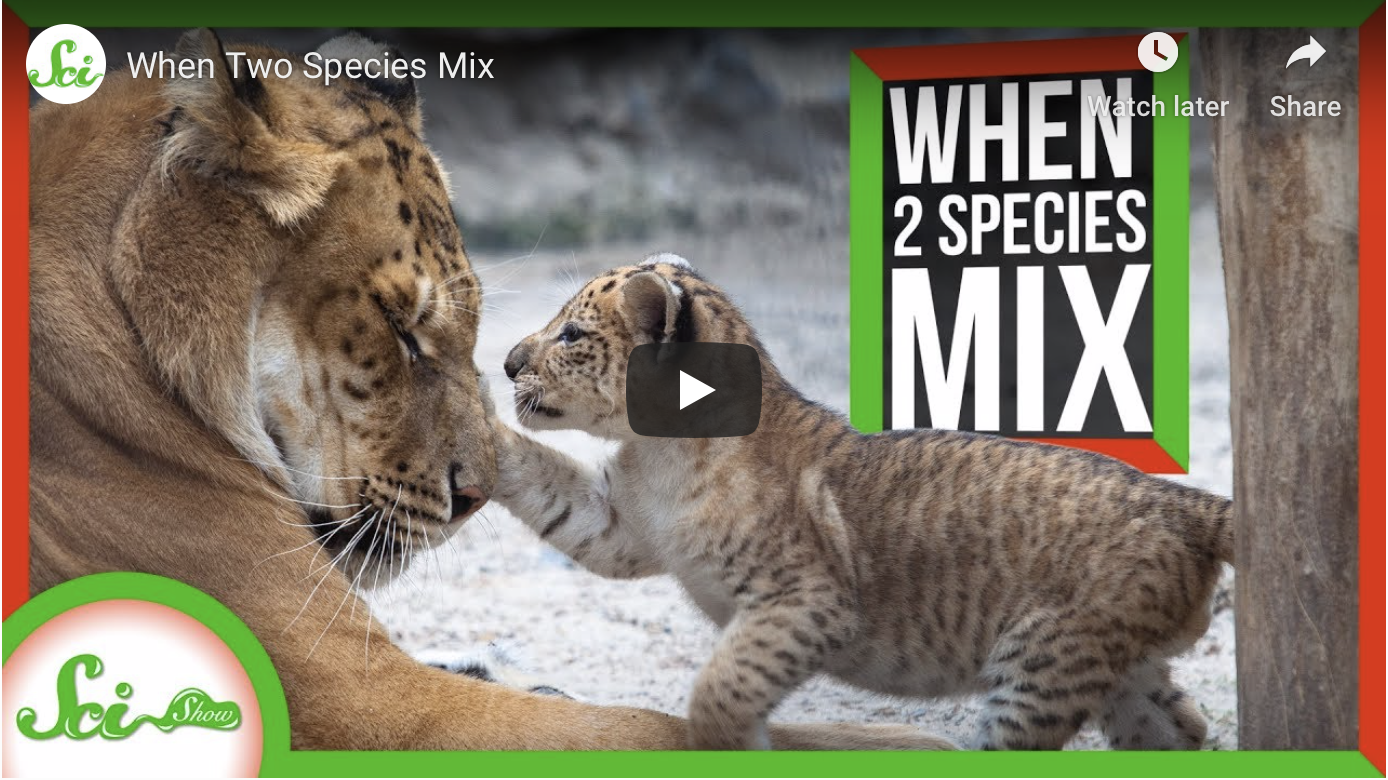 When Two Species Mix