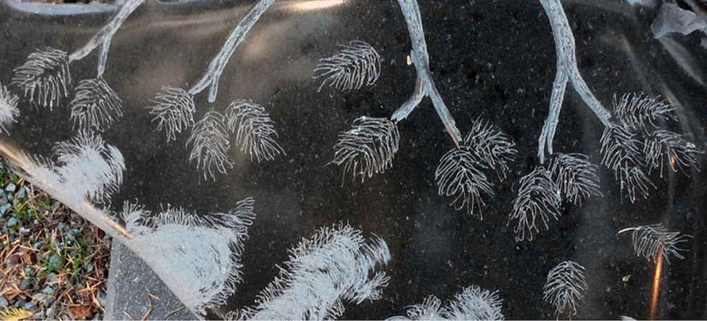 Bristlecone Memorial: detail