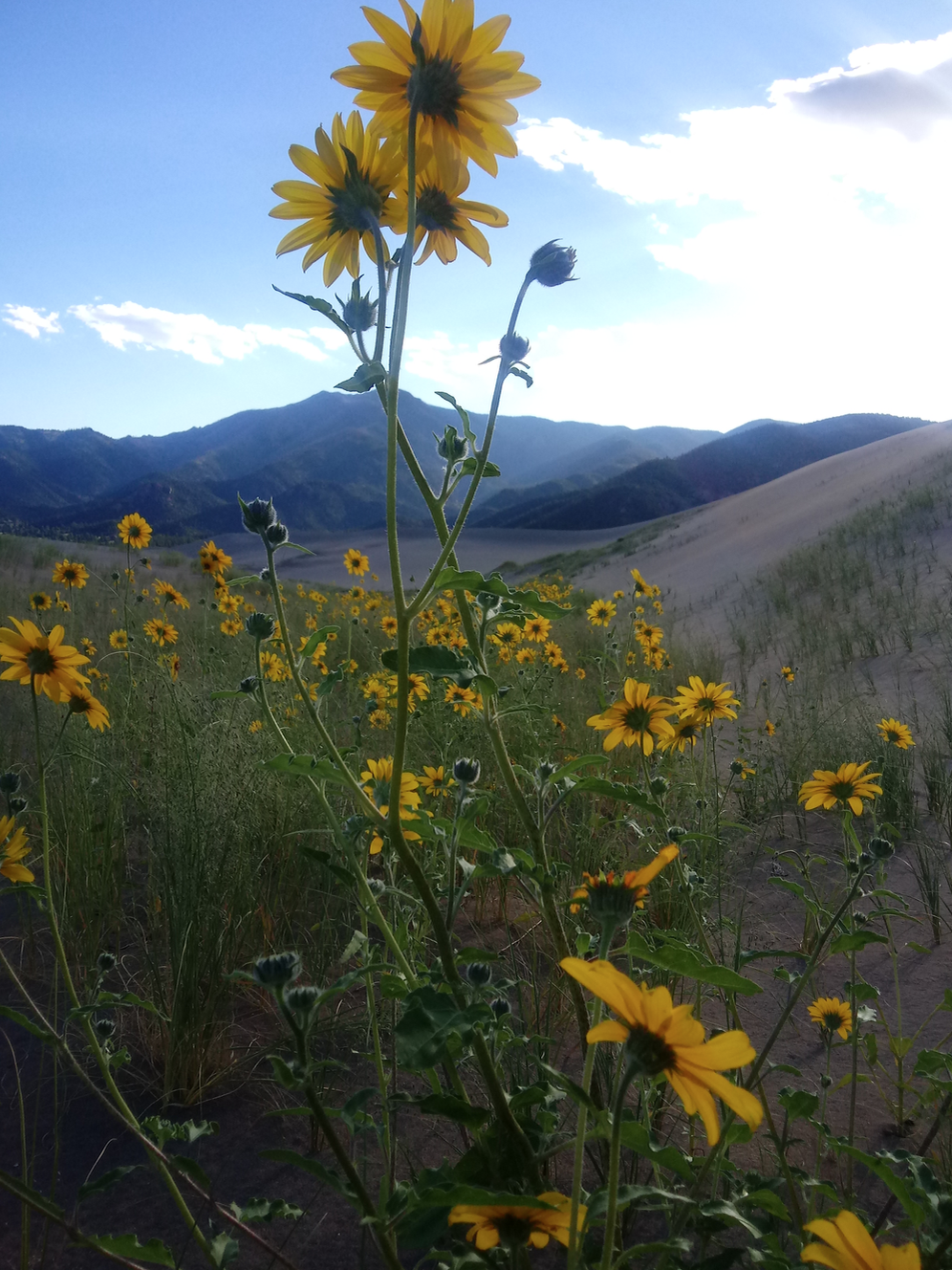 Sunflowers are every where. Even growing in sand?!