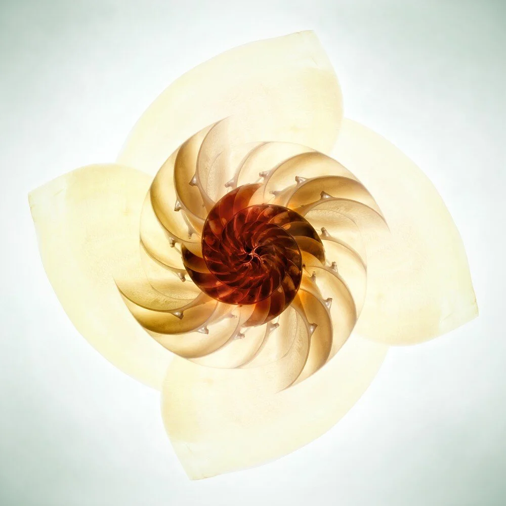 nautilus flower 12''.jpg